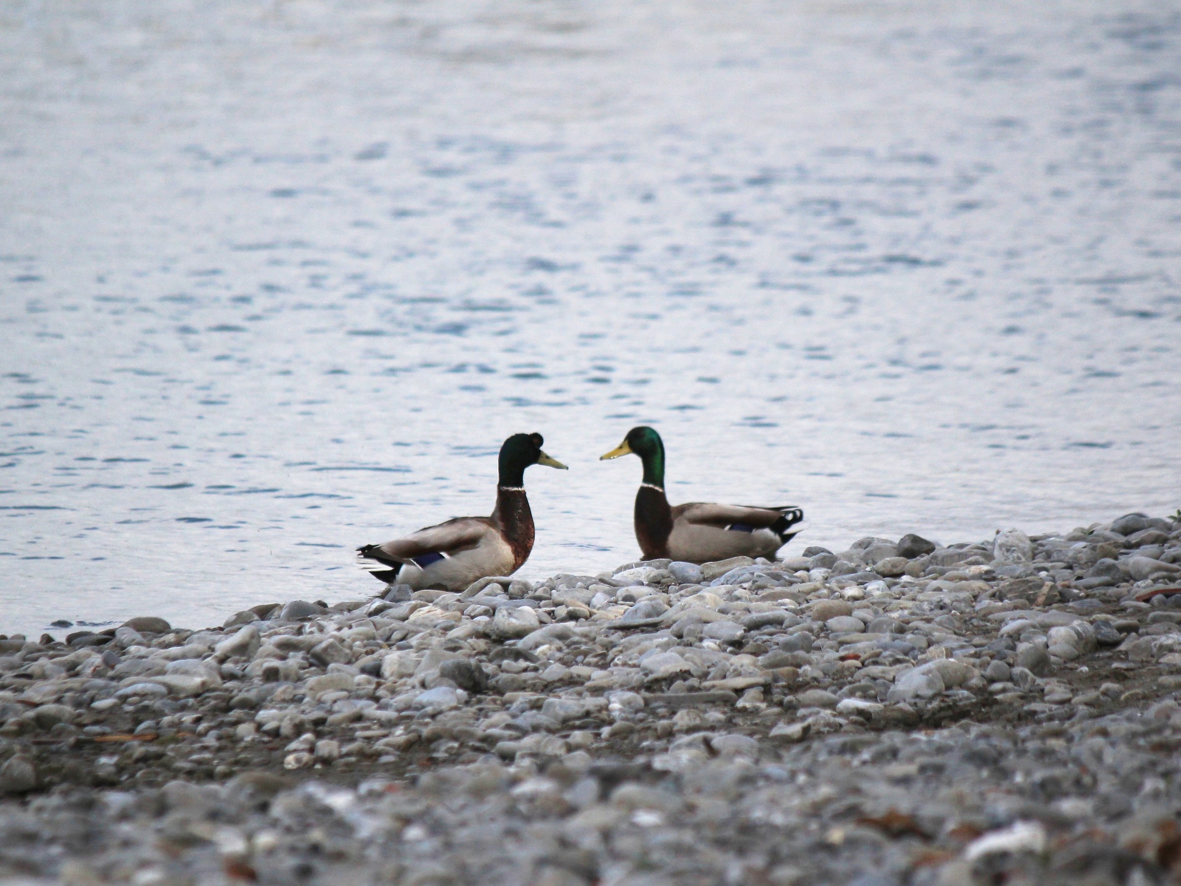 Germani - a tu per tu