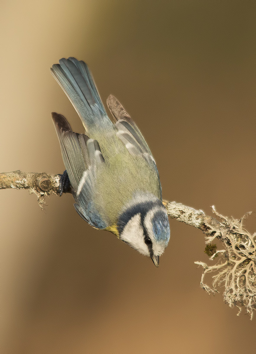 Great Tit