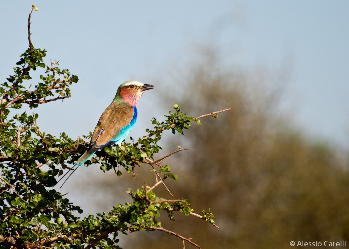 Lilac breasted roller (ghiandaia petto lilla) - Kenya