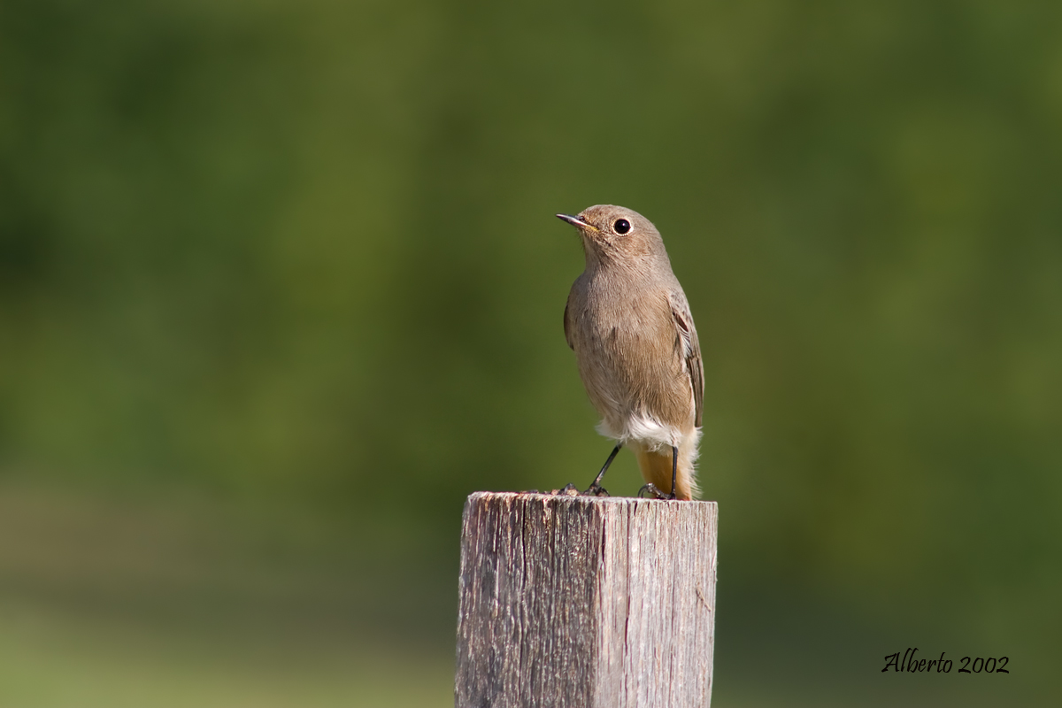 Black Redstart-Female