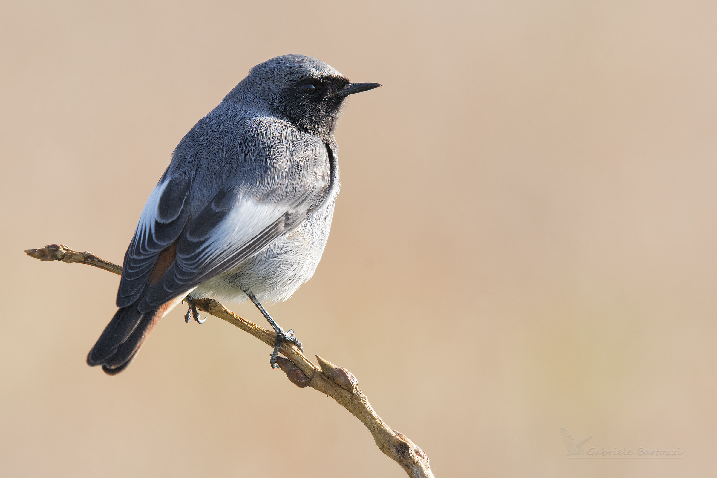 Codirosso spazzacamino