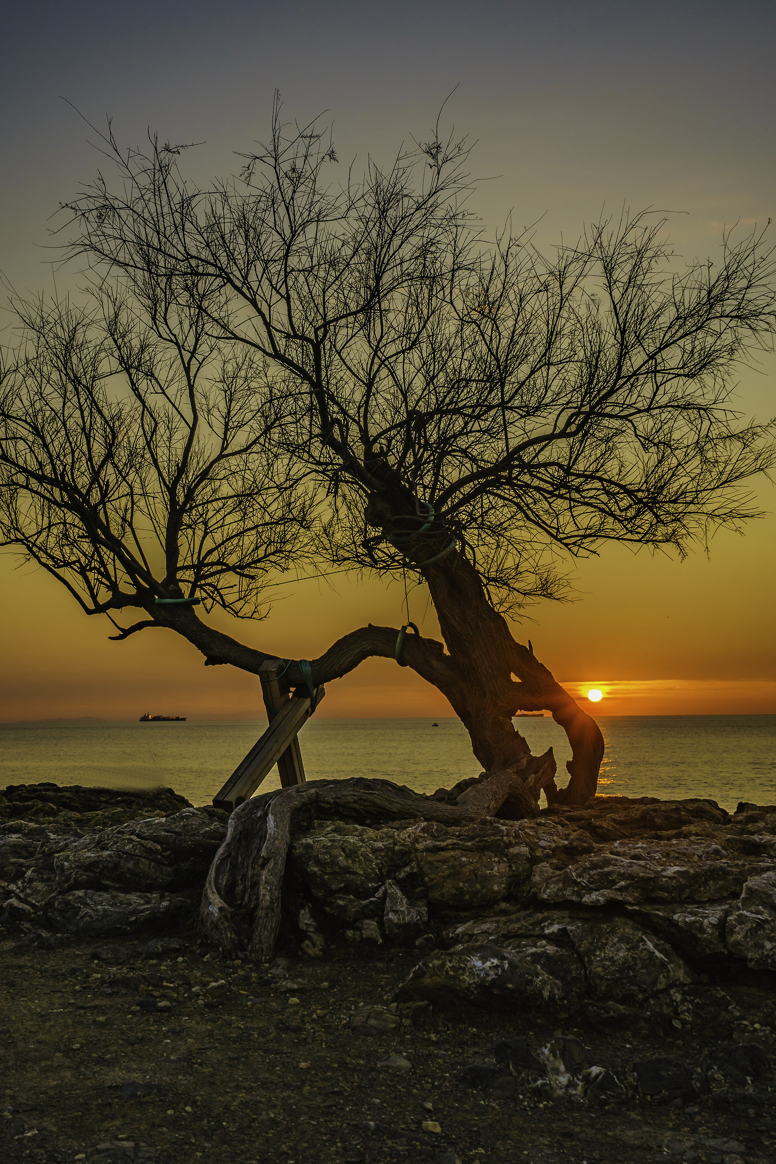 The Tamerice of Antignano.