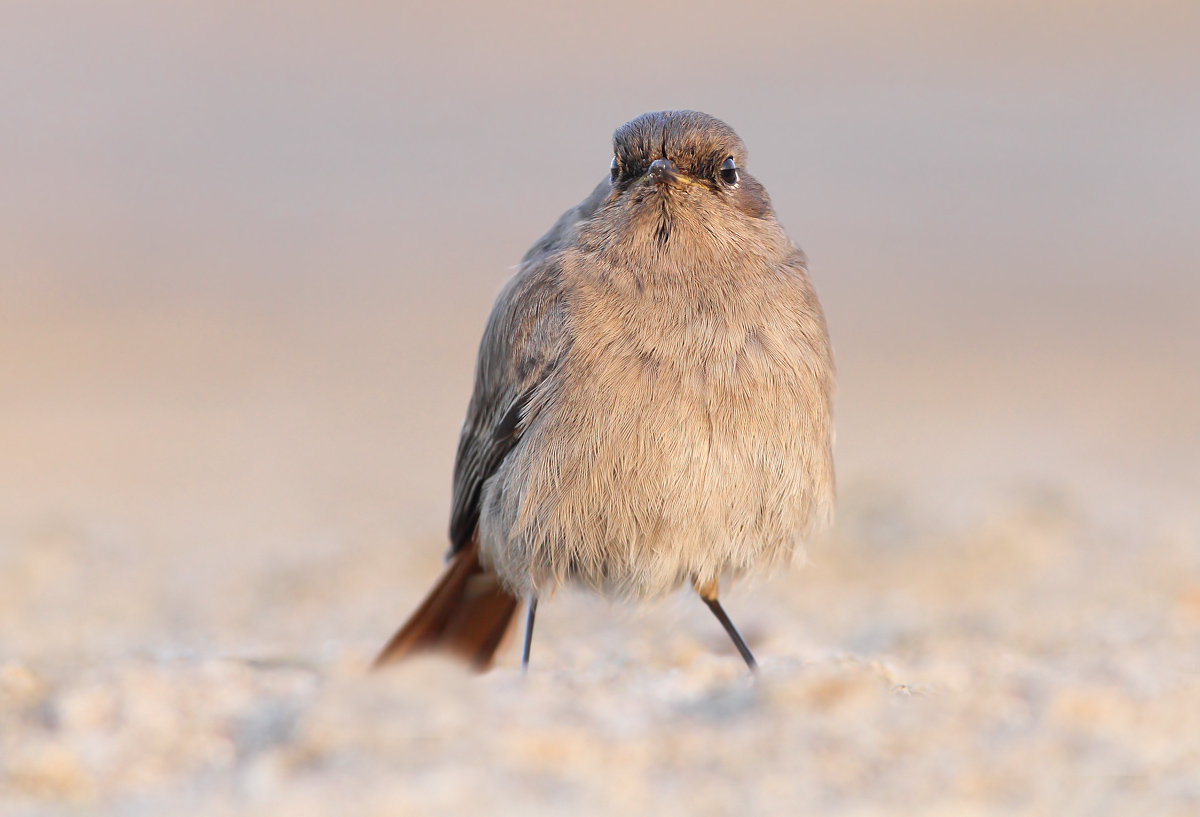 Redstart chimney sweep