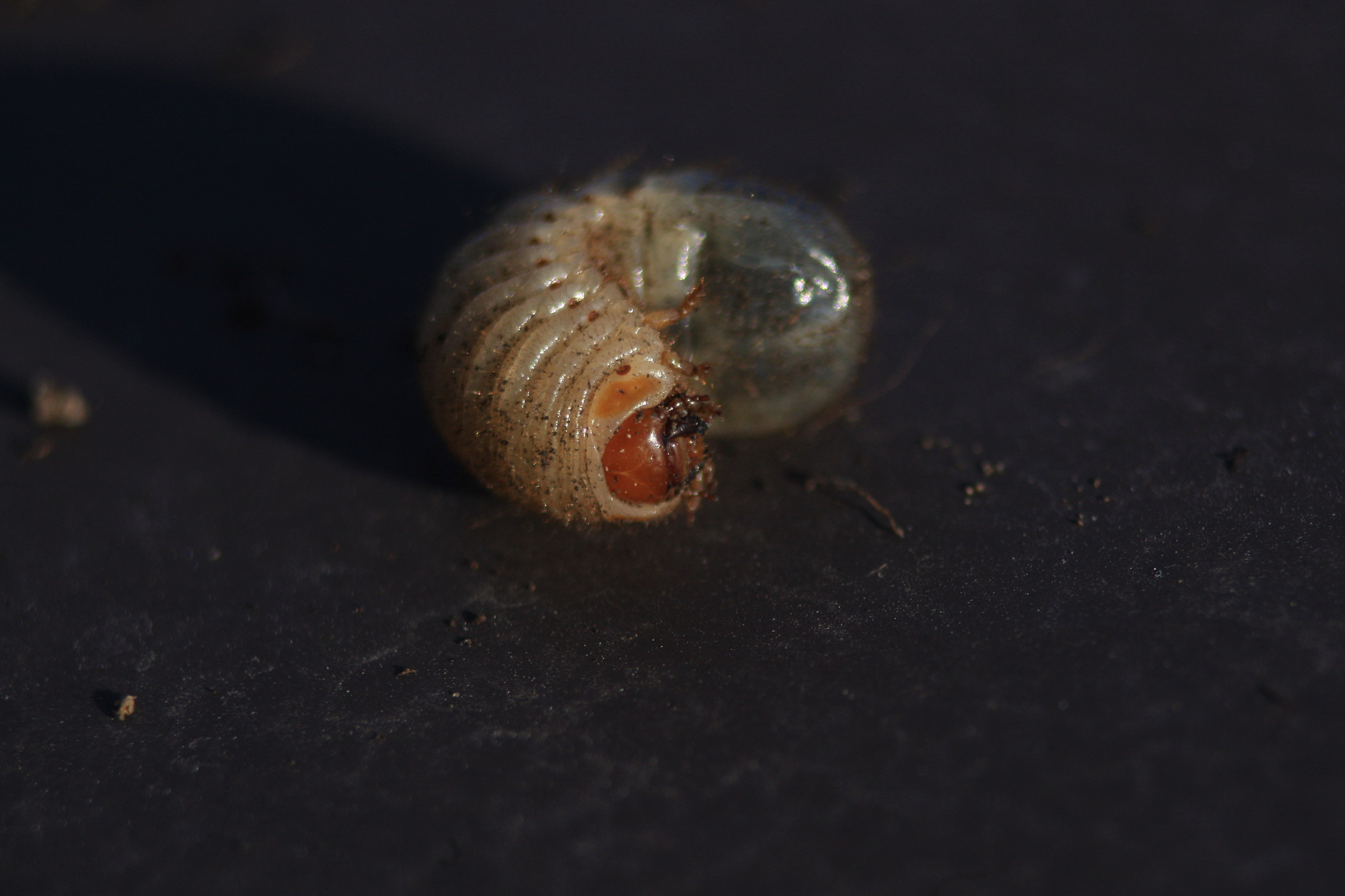 larva di scarabeo