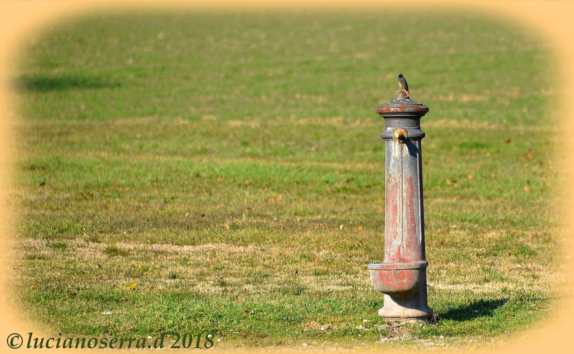Il codirosso sulla fontanella