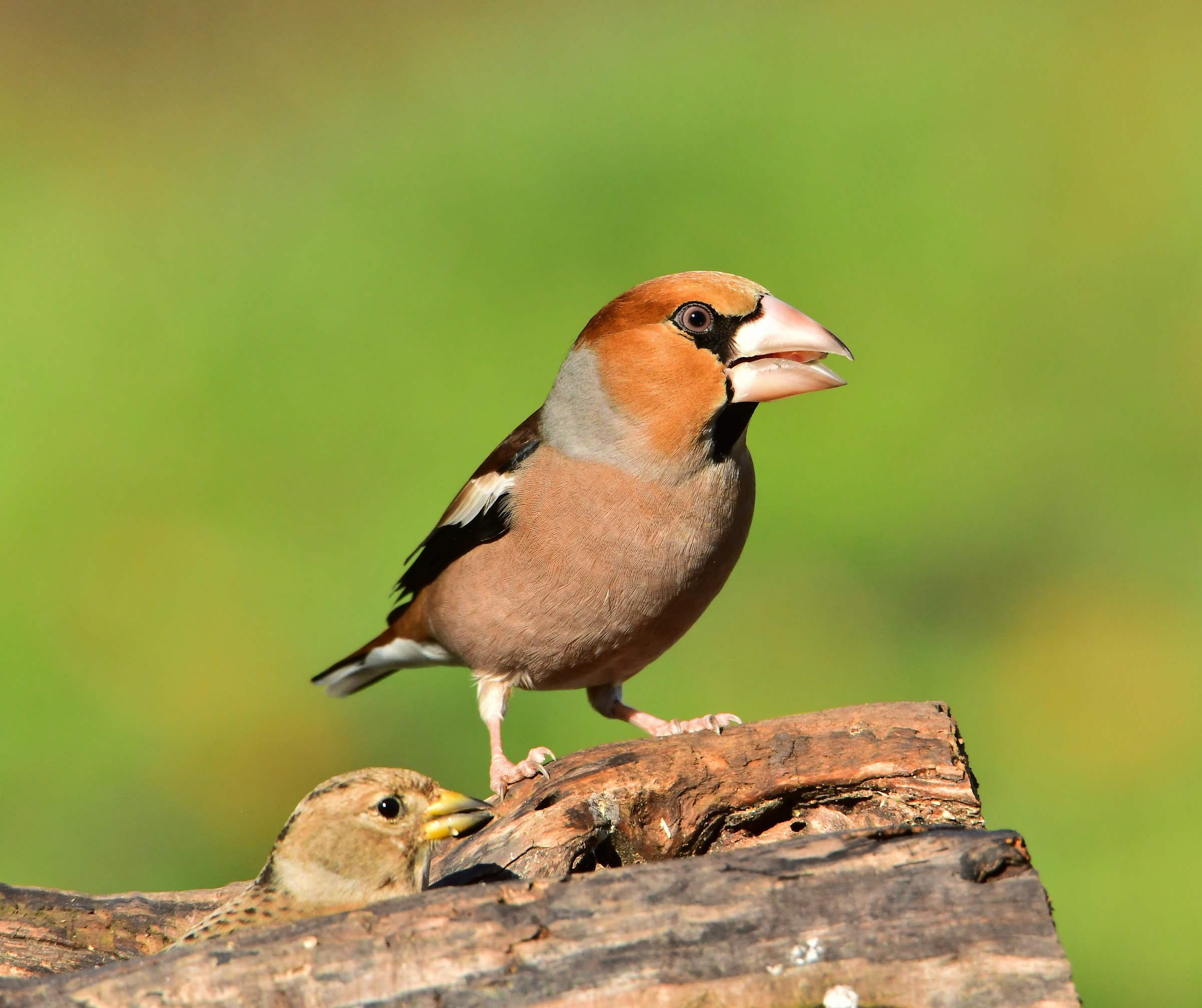 Grosbeak