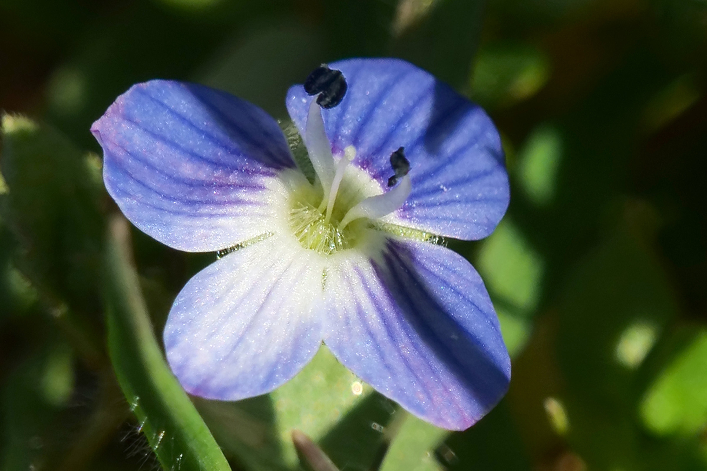 40-150mm, macro optic ??