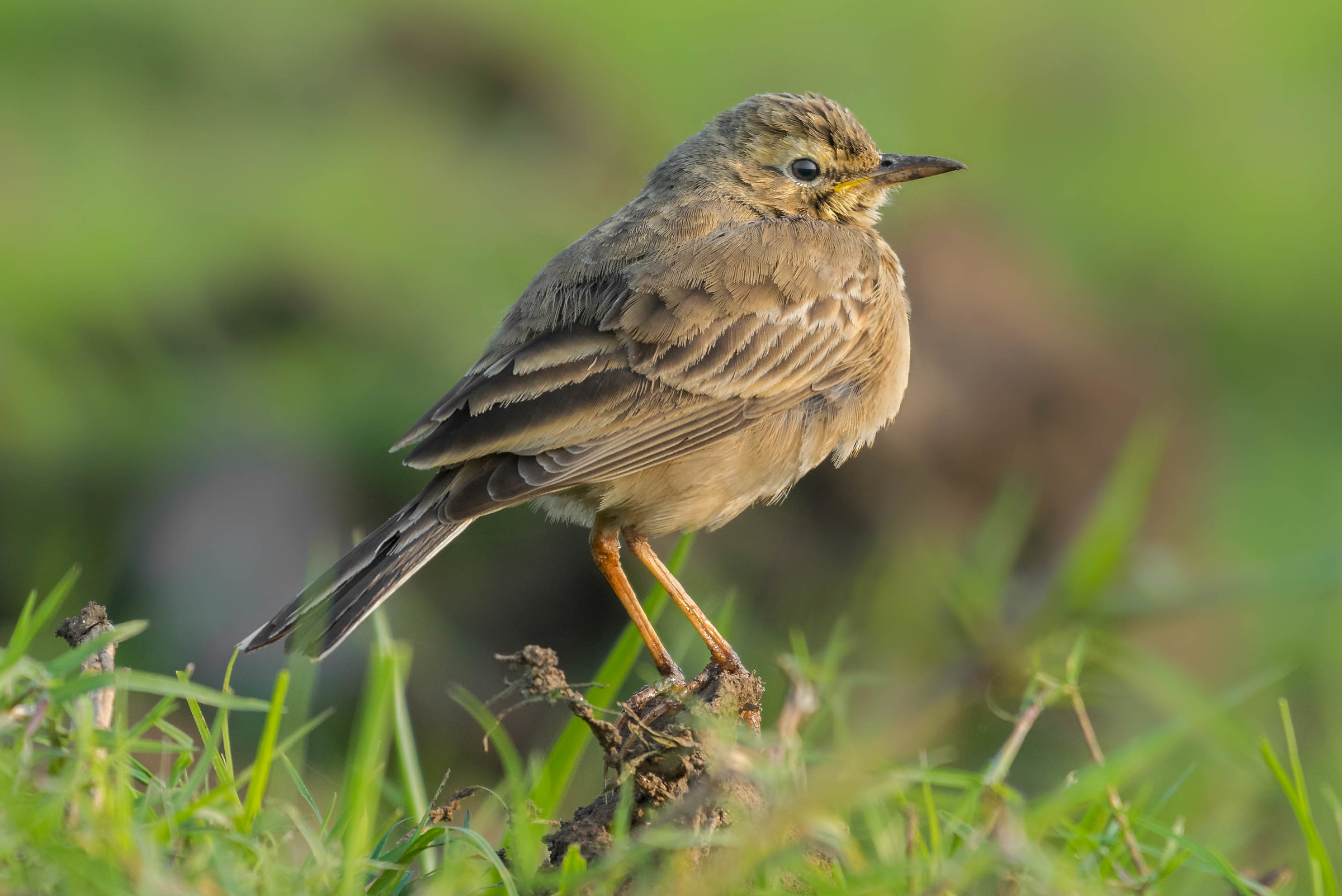 Pipit