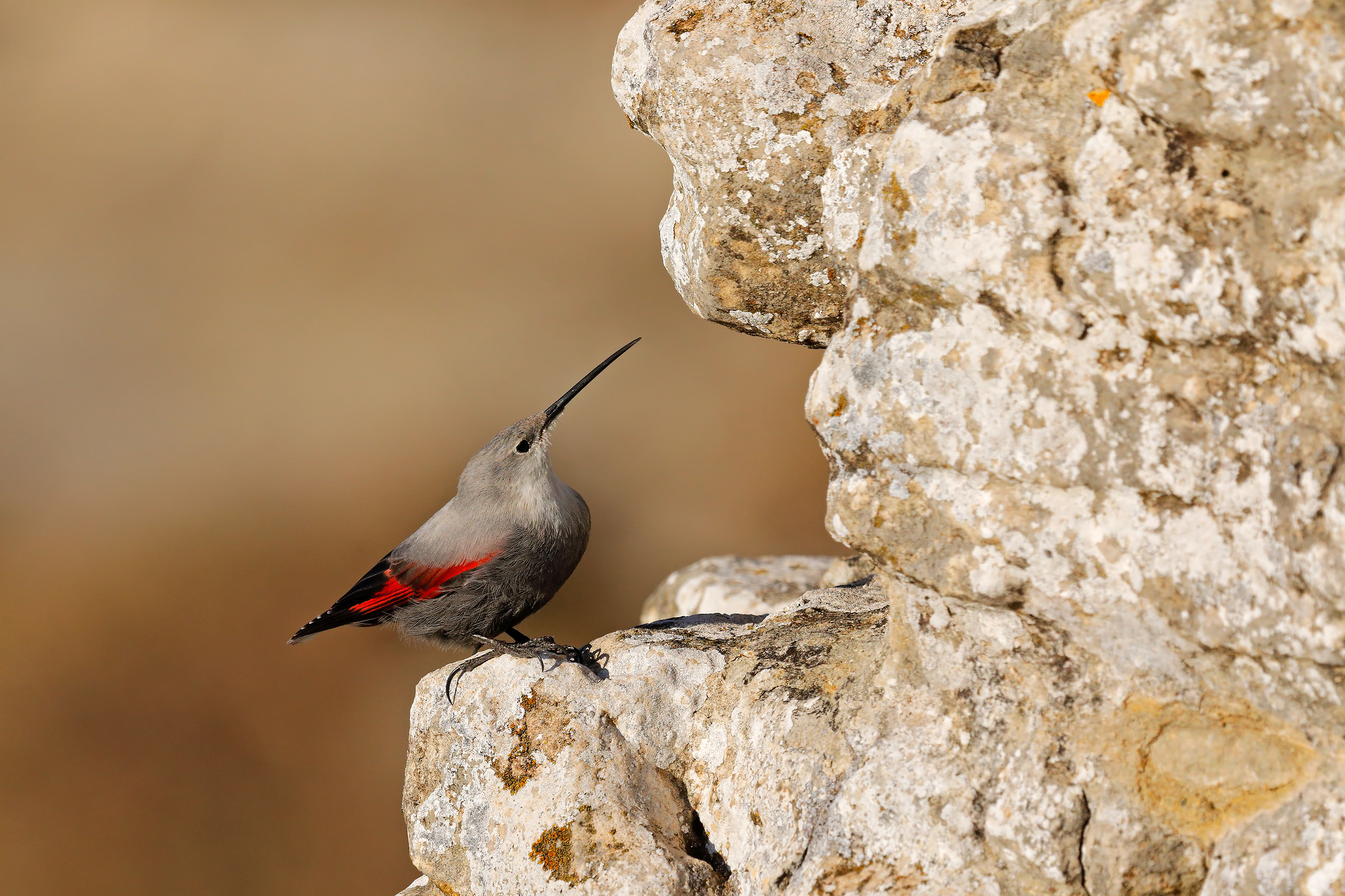 Wallcreeper