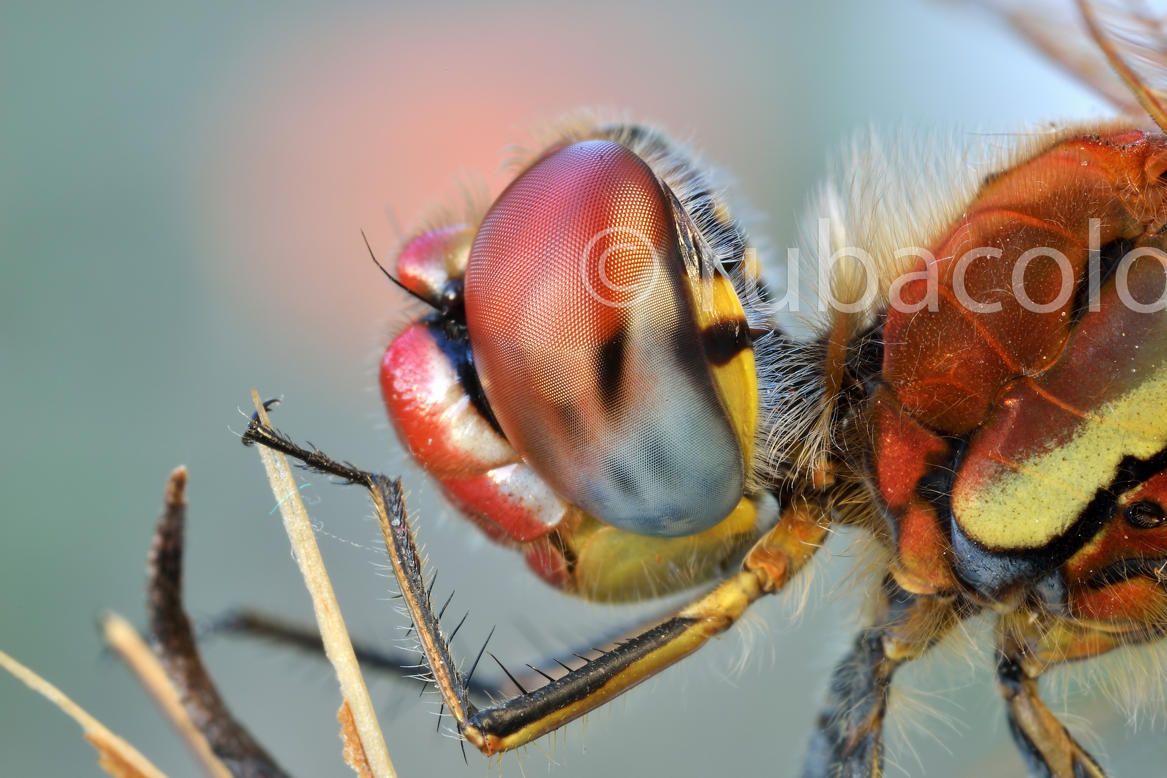 Ancora più vicino al Sympetrum striolatum (no crop)