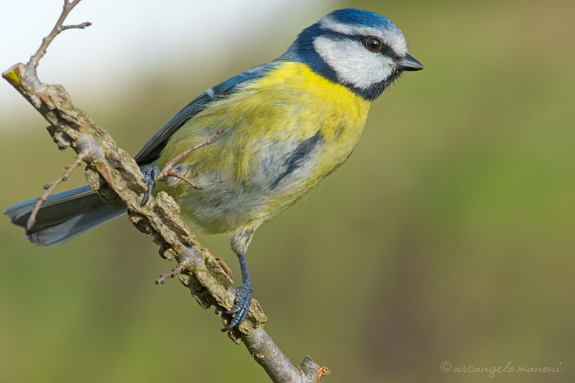 We count the penne with the titmouse