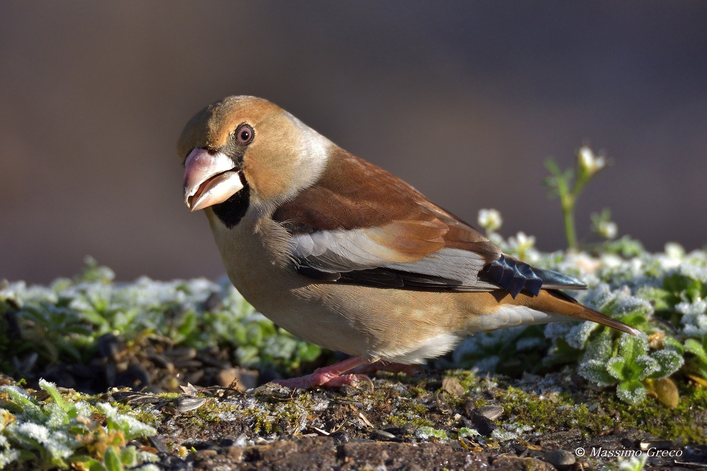 Hawfinch (Coccothraustes coccothraustes)