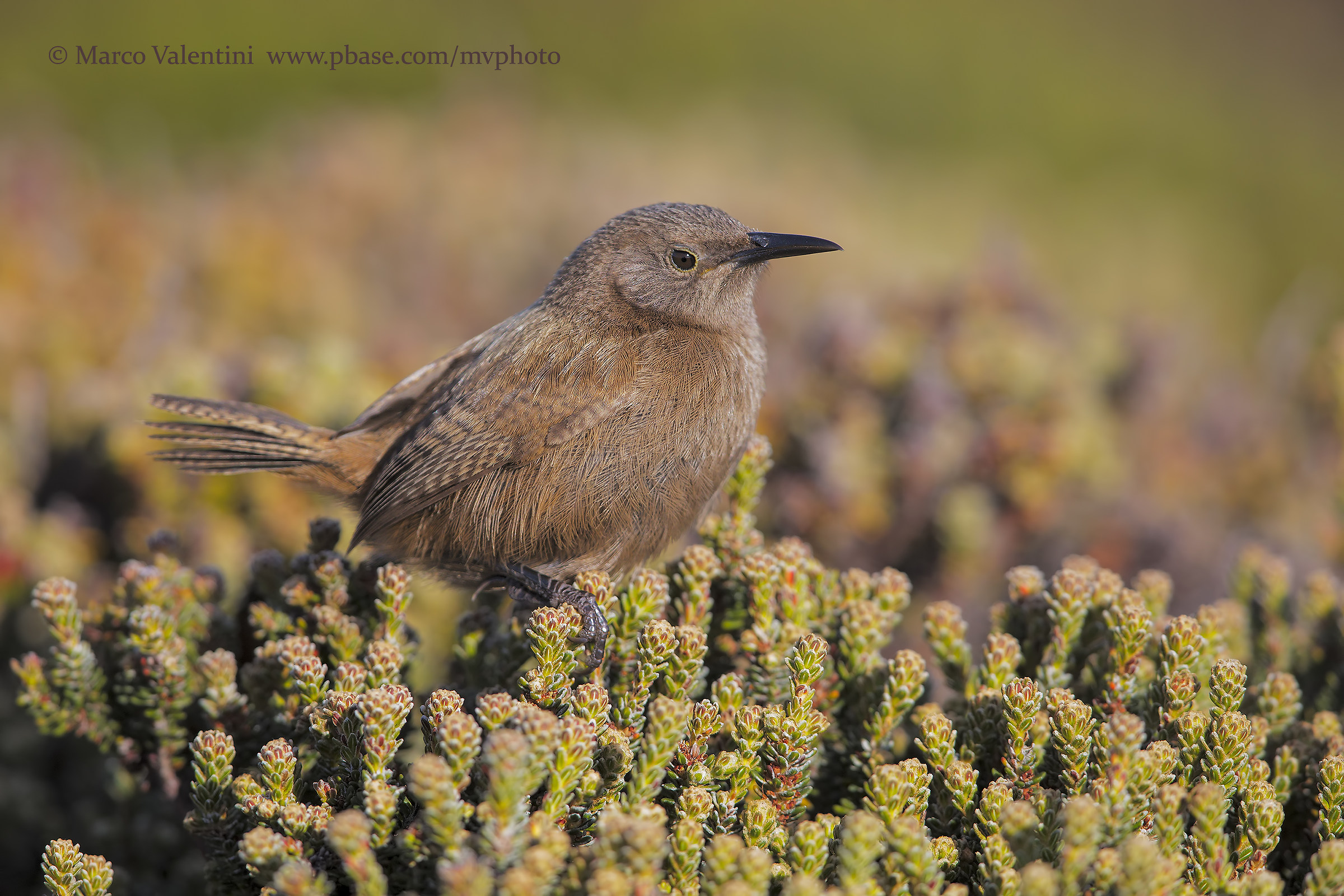 Cobb Wren
