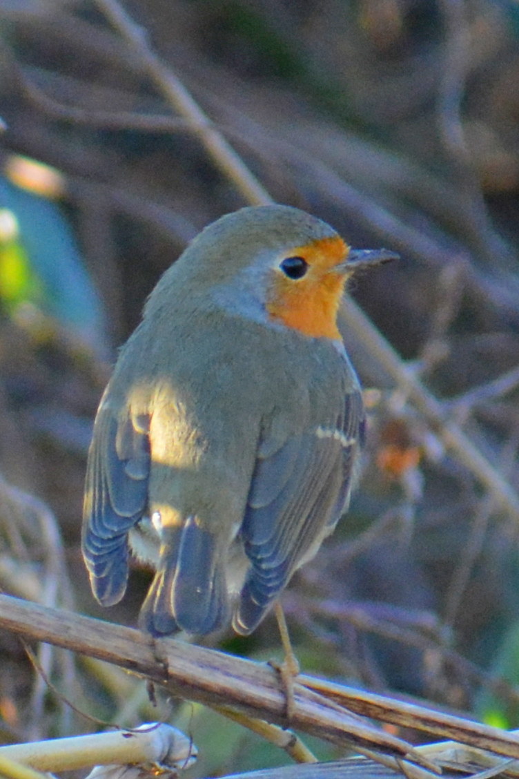 Robin