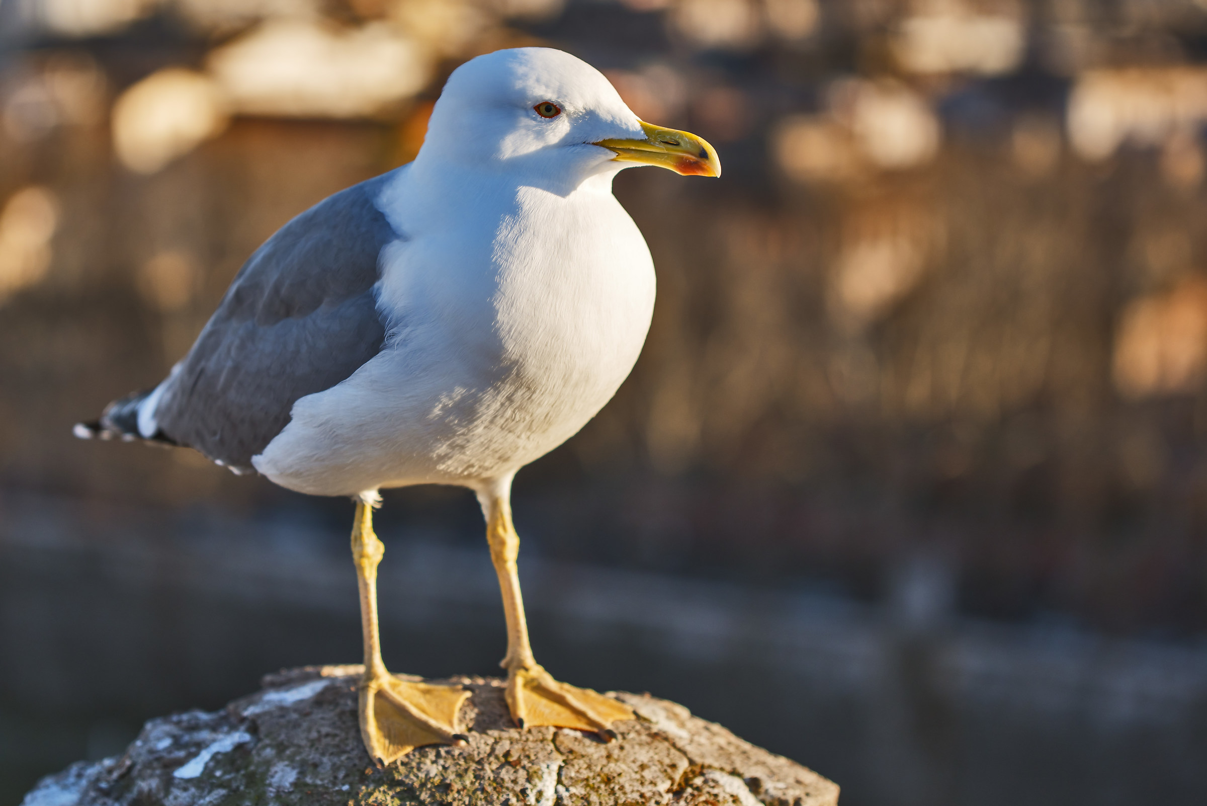 Seagull