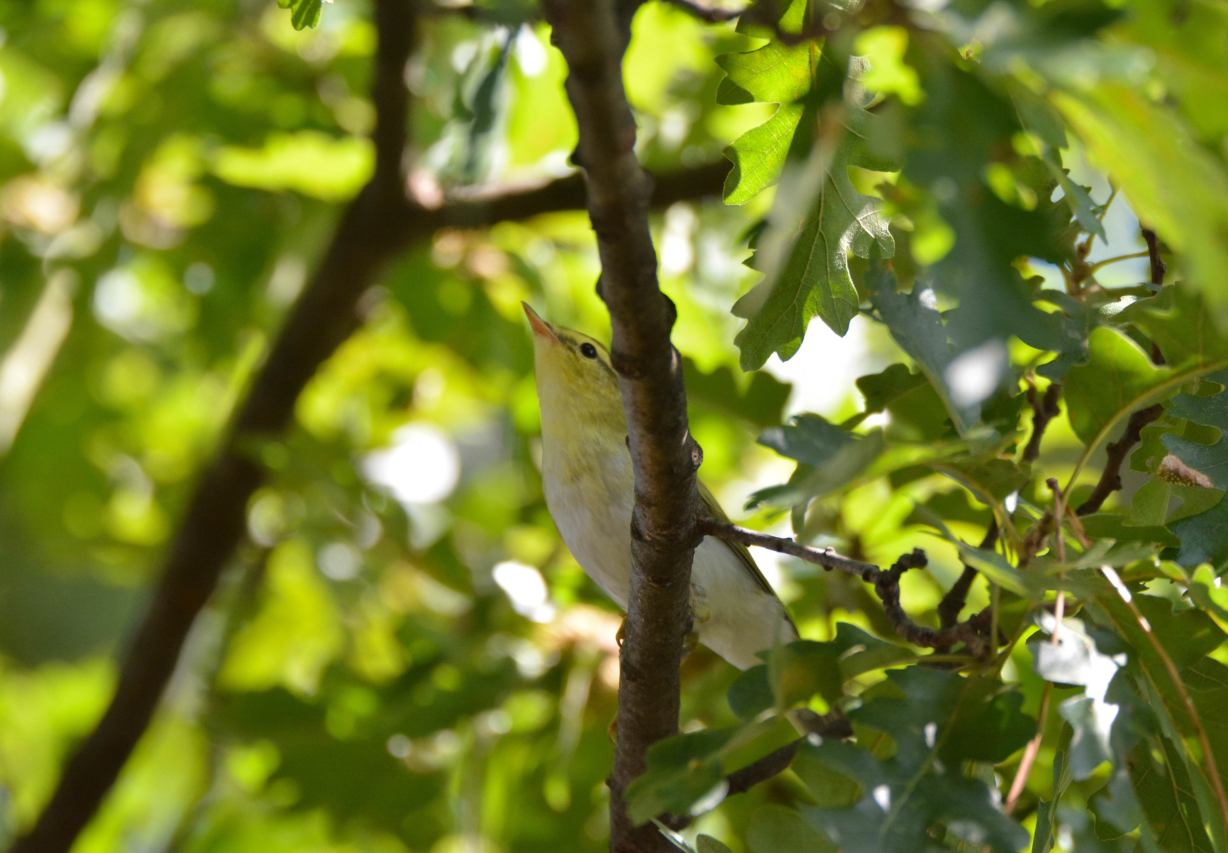 Green Luì (Phylloscopus sibilatrix)
