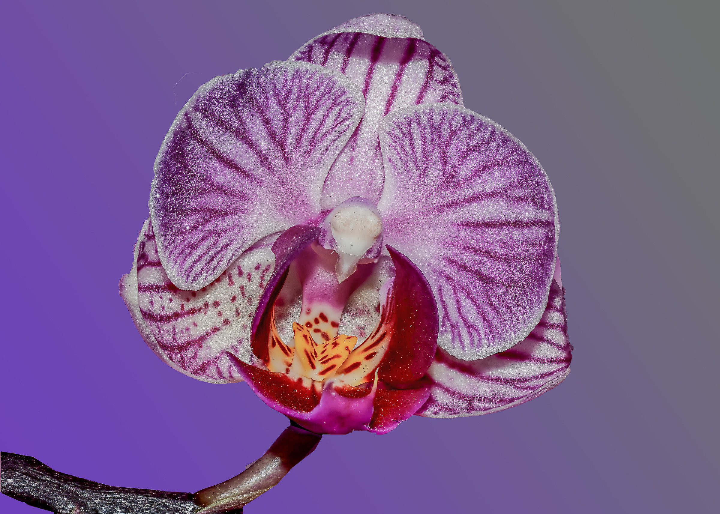 Phalaenopsis