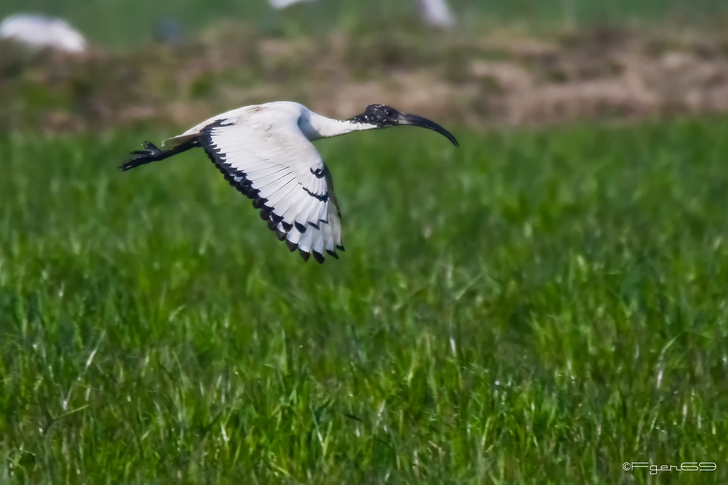 Sacred ibis