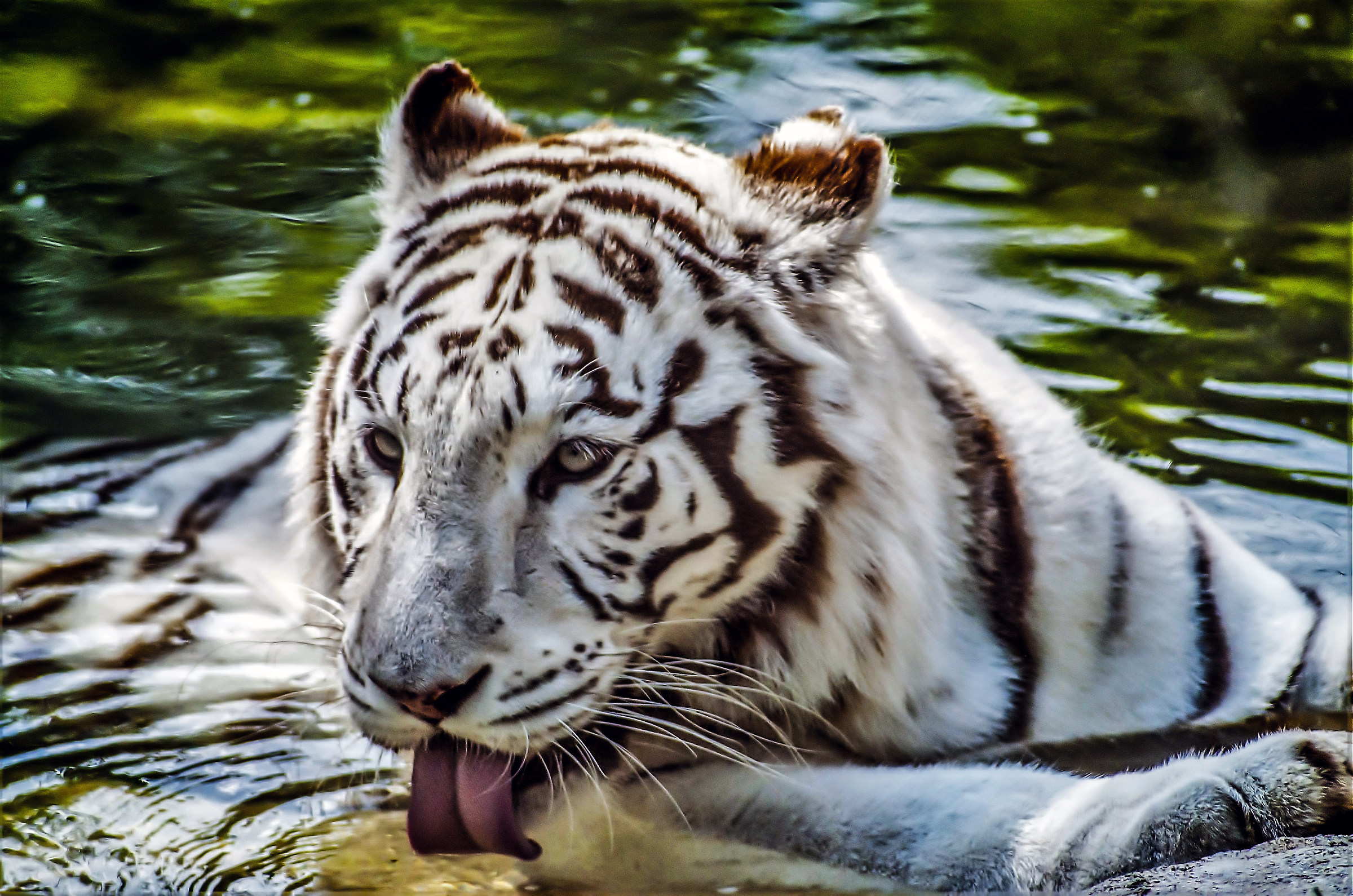 the white tiger