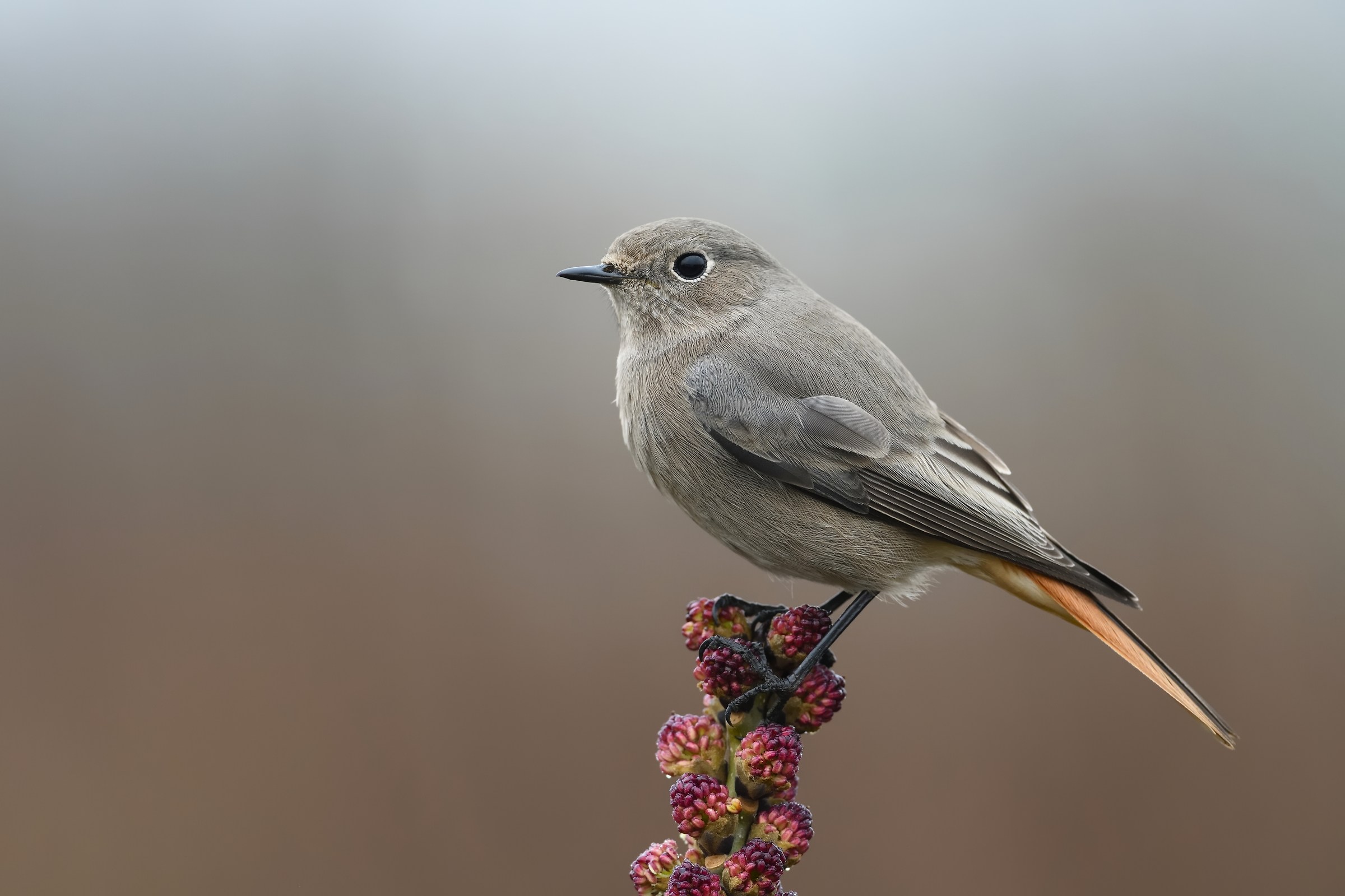 Codirosso spazzacamino.
