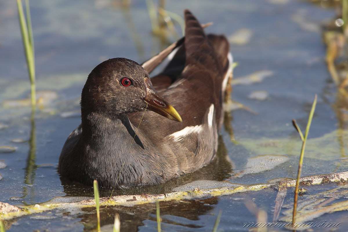 Moorhen (Gallinula chloropus)