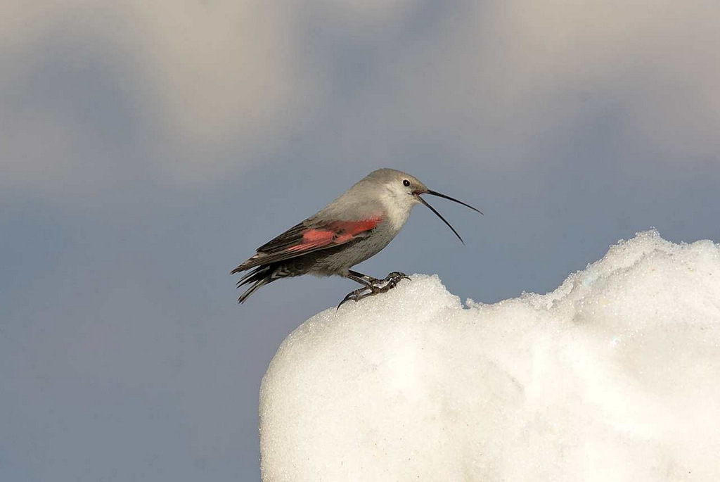 Wallcreeper .. on the snow.
