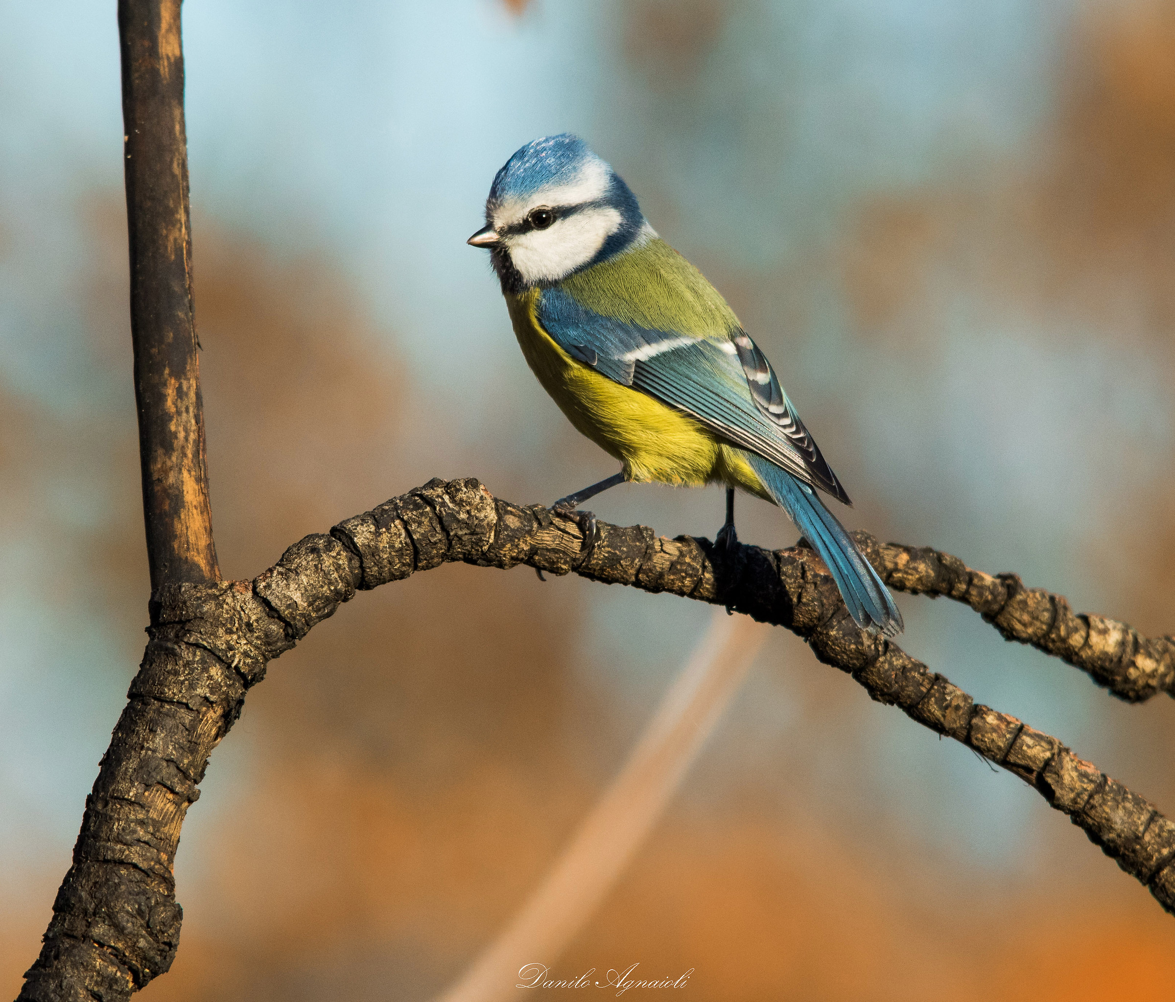 The hairstyle for Sunday: D