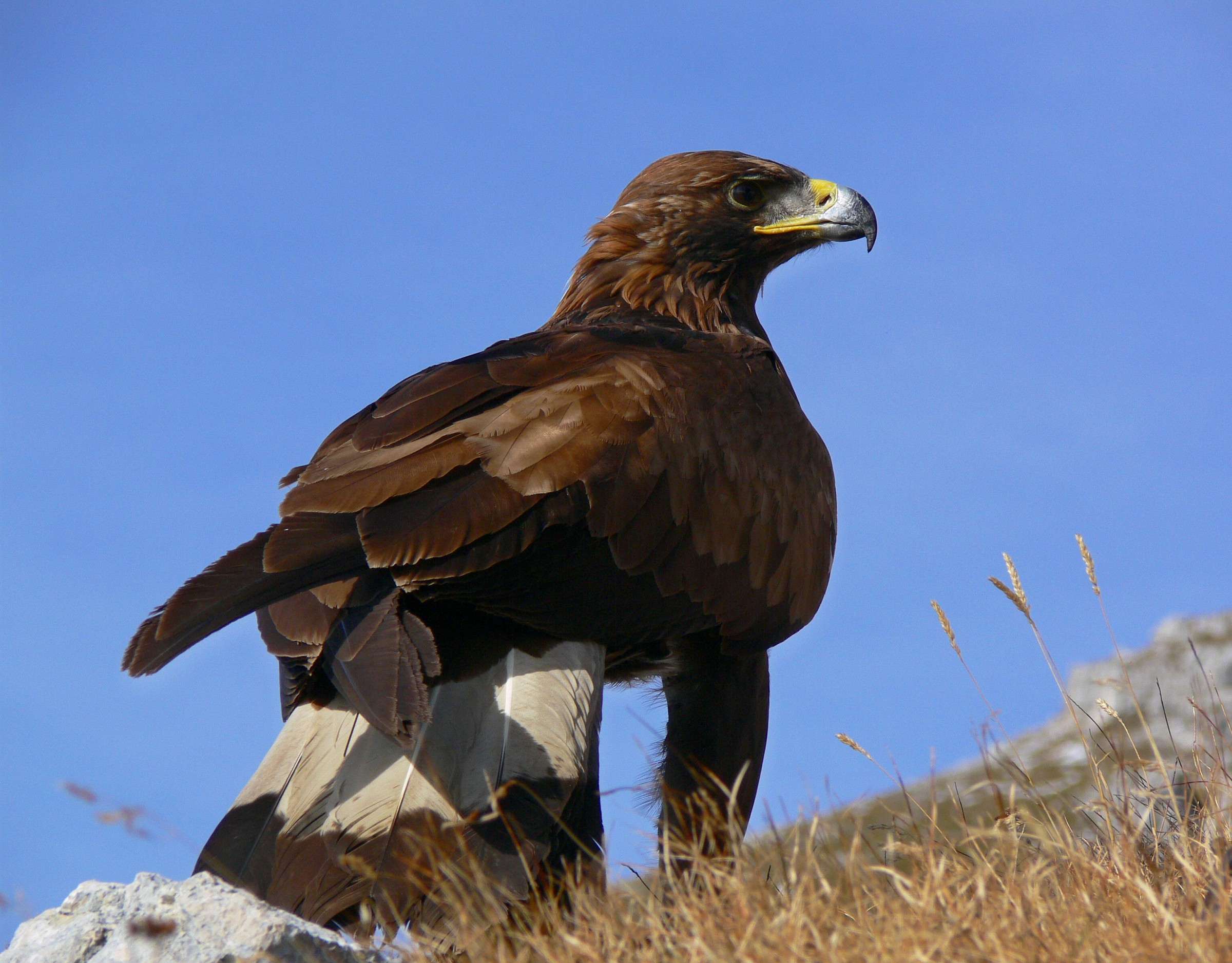 Golden Eagle