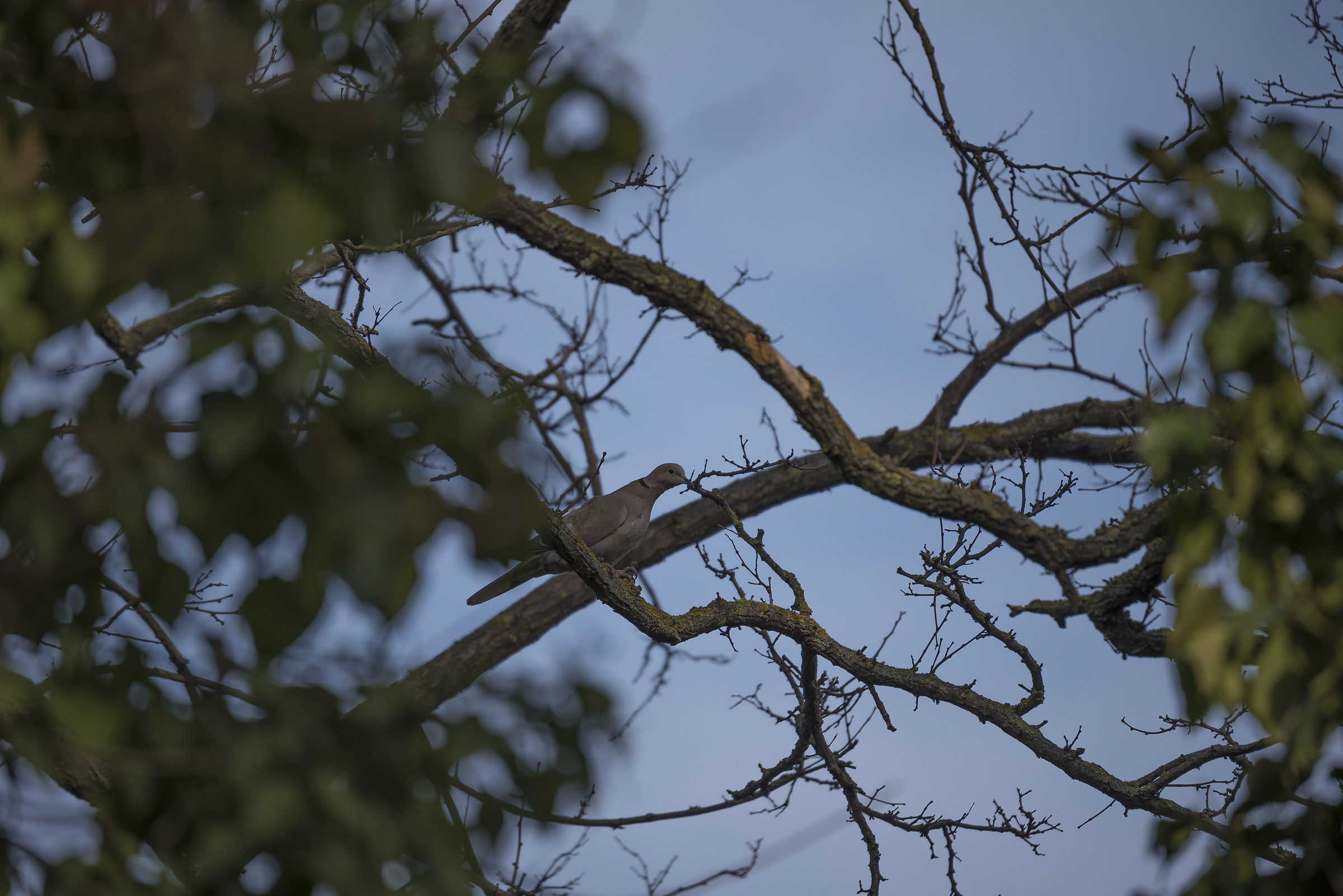 Test Tamron 100-400 f4.5-6.3 VC 400mm f6.3