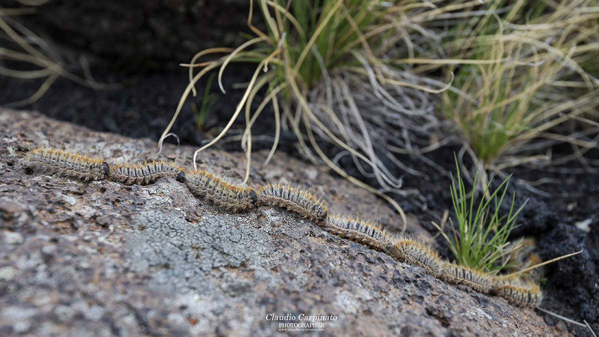 Thaumetopoea Pityocampa (Processionaria del Pino)
