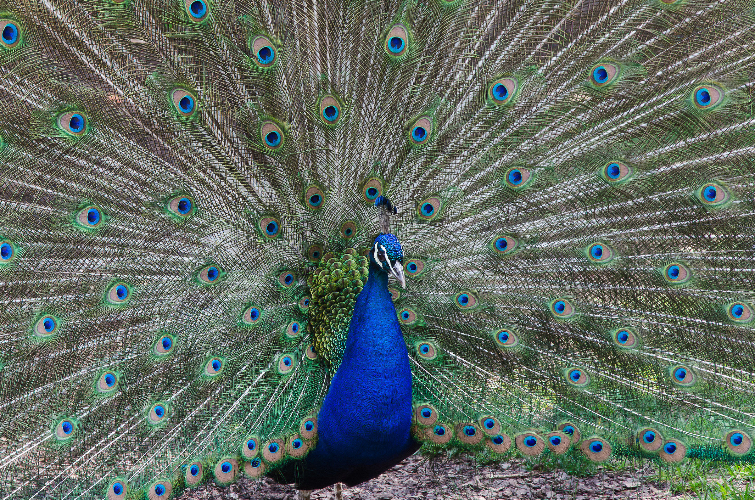 Peacock
