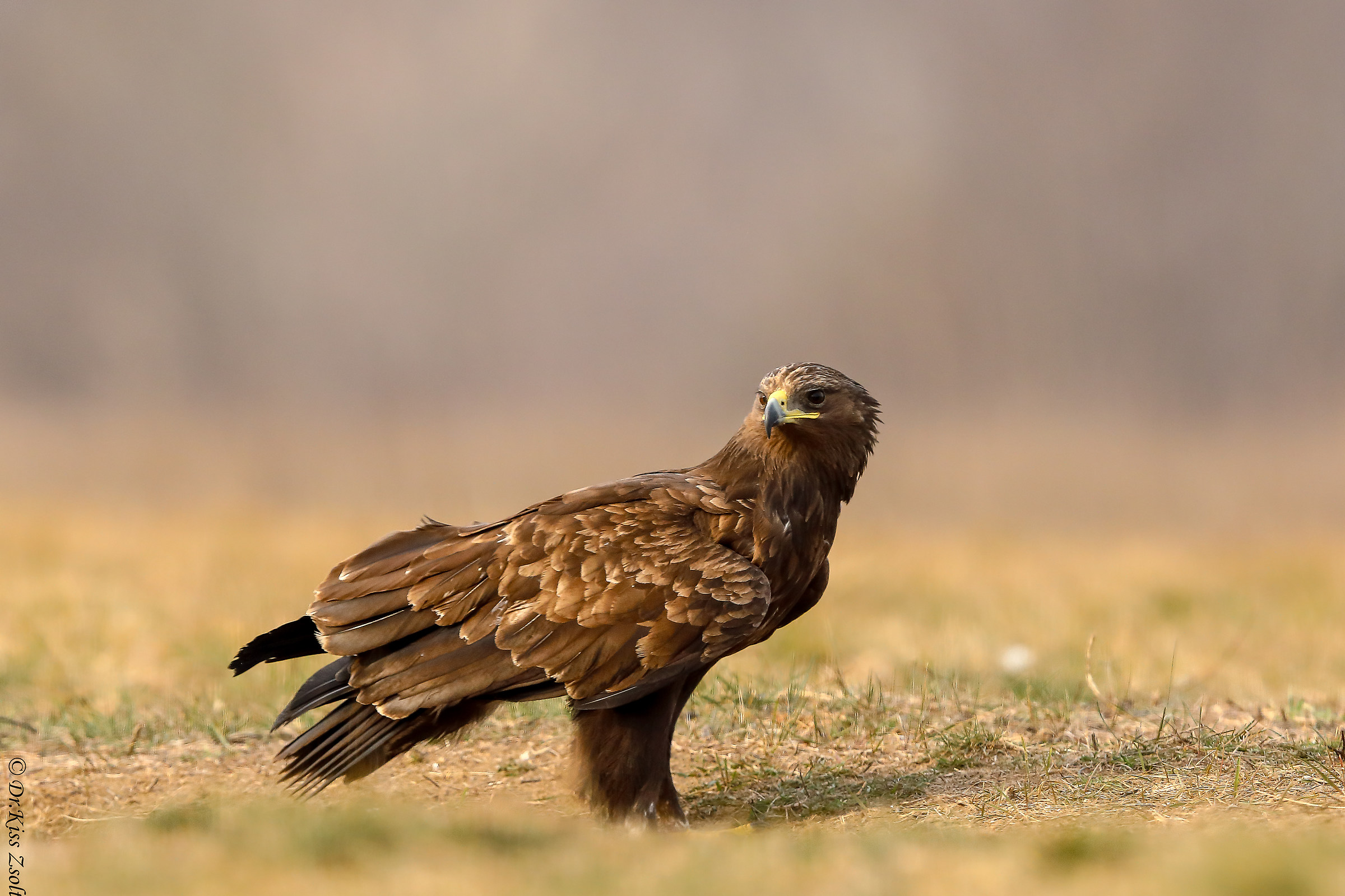 Aquila maculata