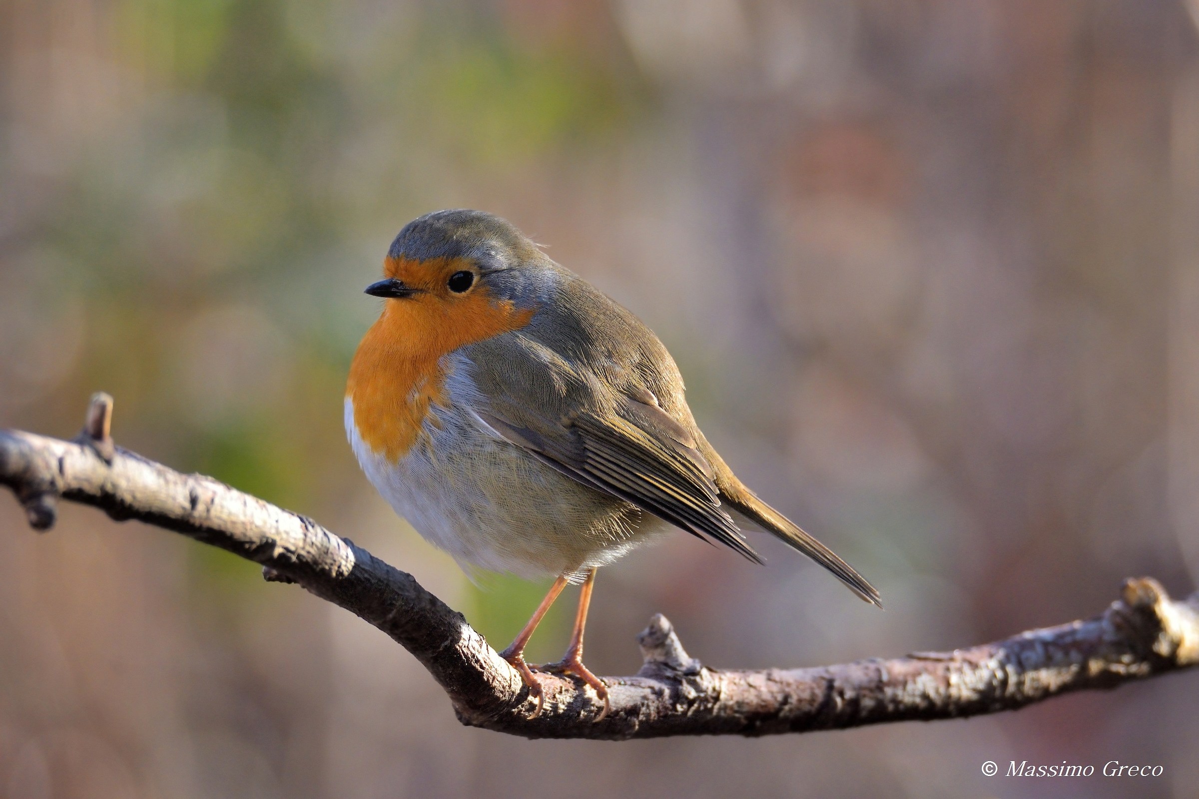 Pettirosso (Erithacus rubecola)