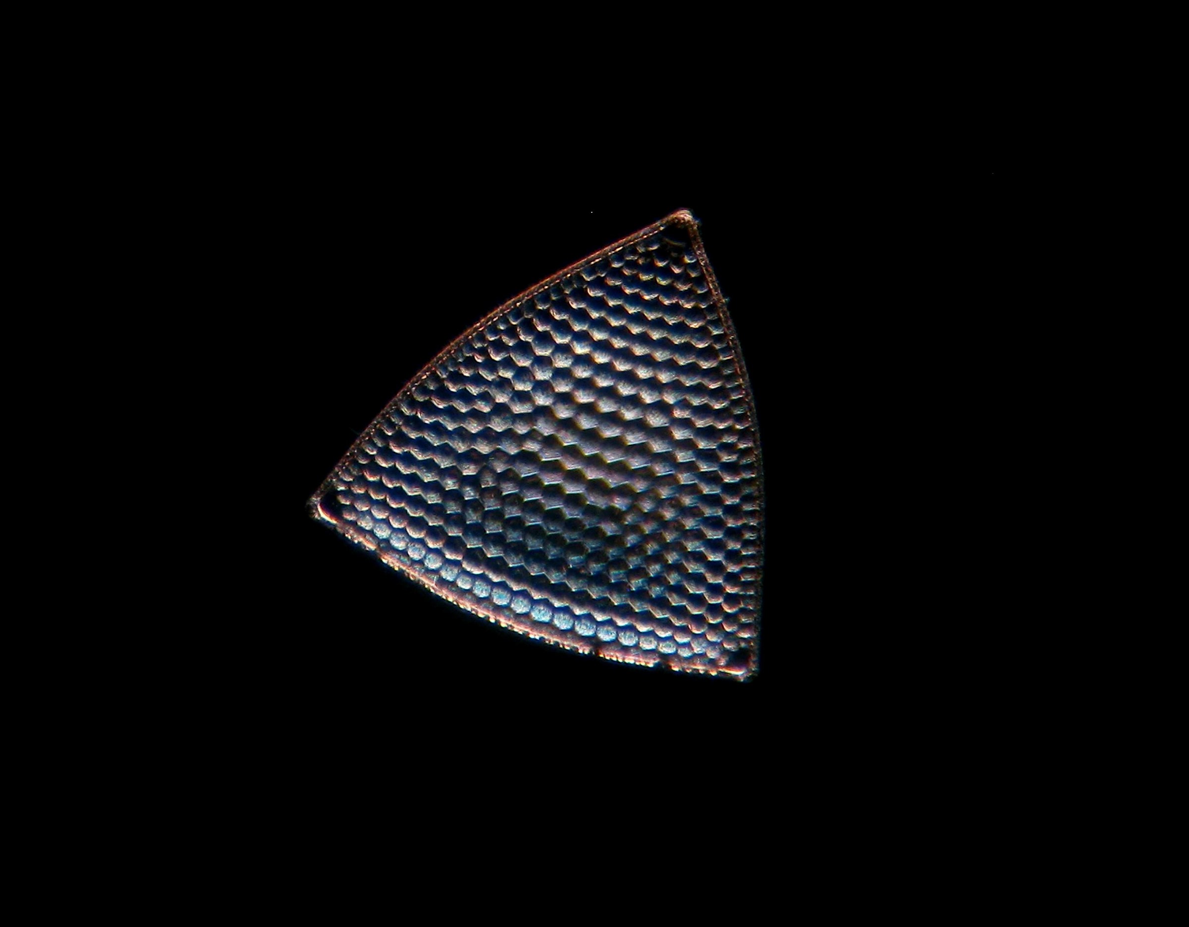 Diatom