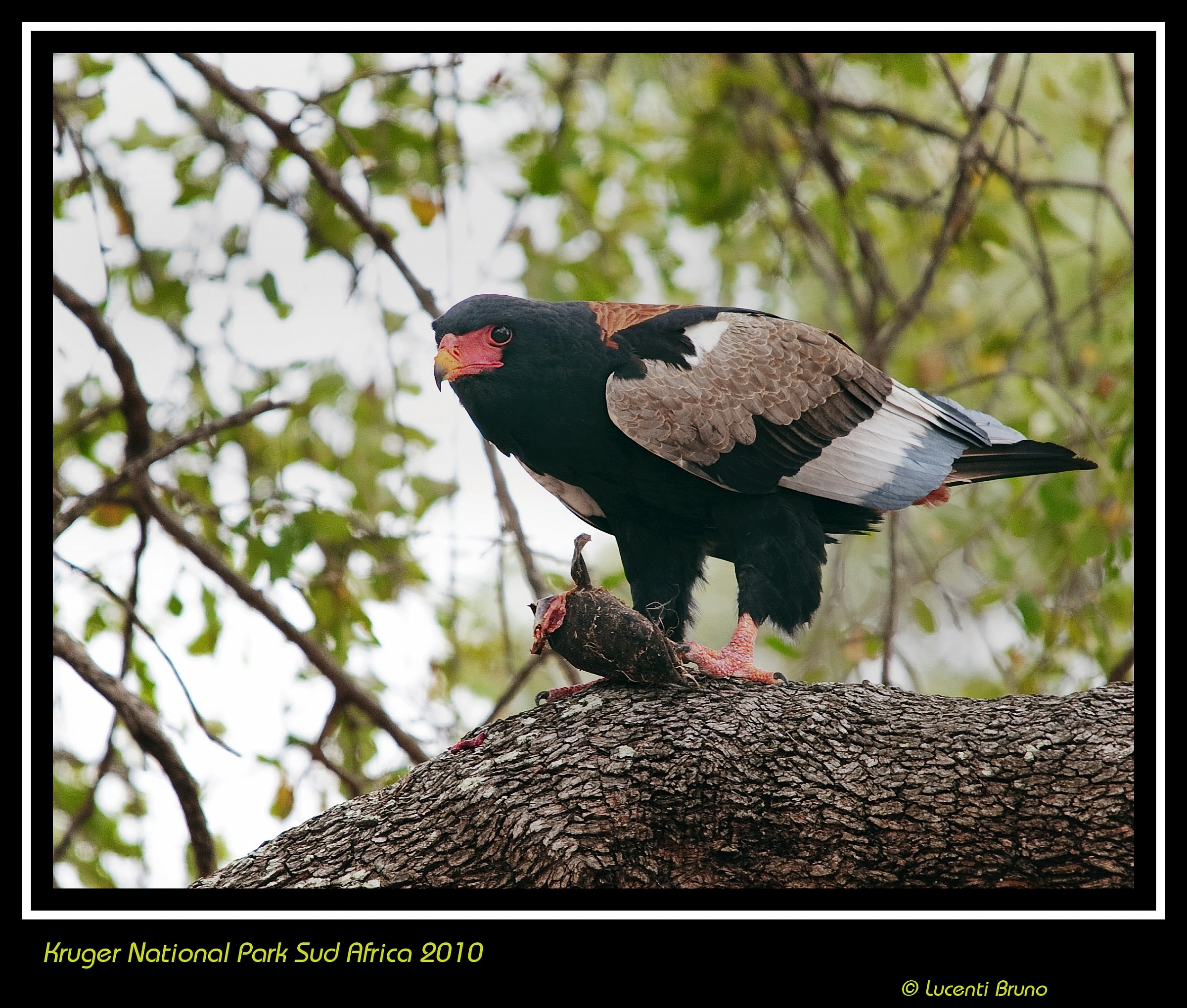 bateleur eagle