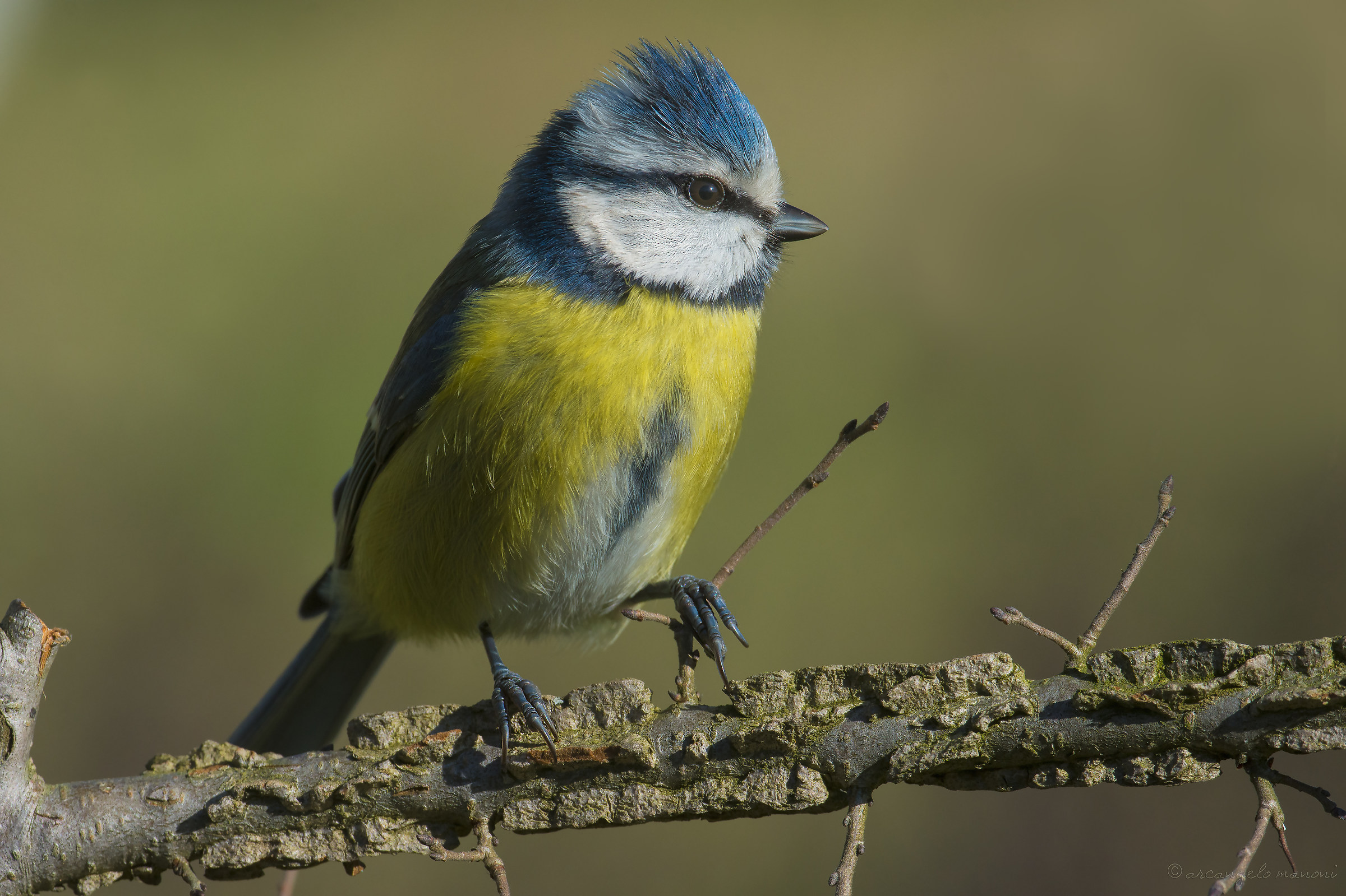 The blue tit posing