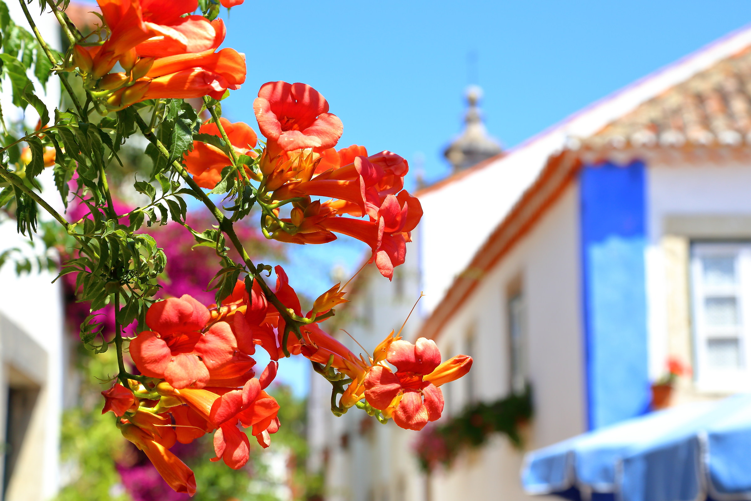 Il profumo di Obidos
