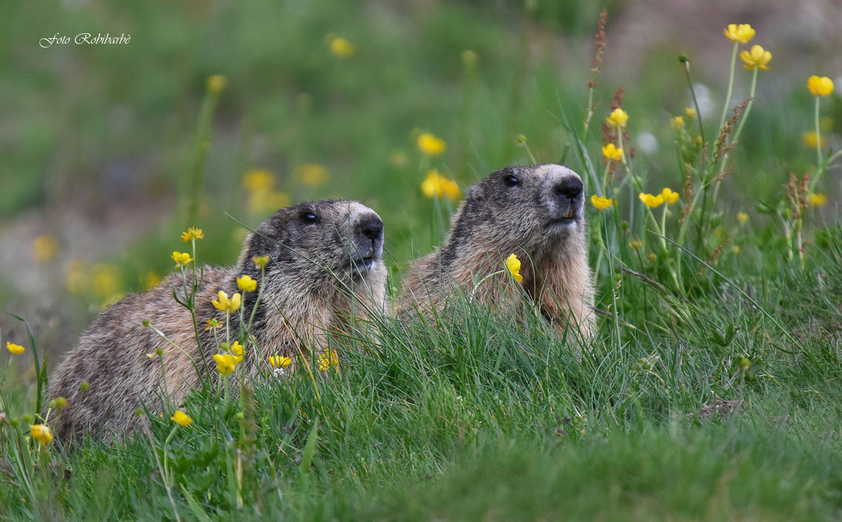 Longing for Spring ...