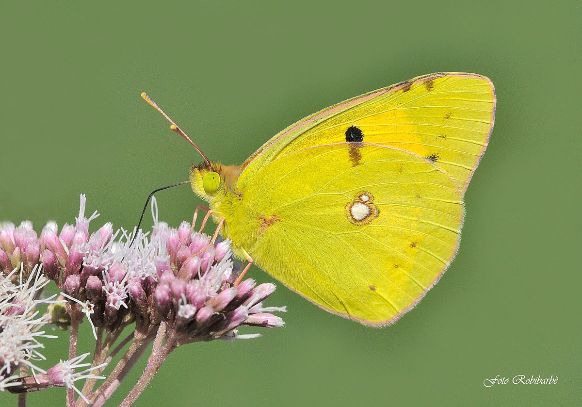 Colias hyale ... Collade pallida ...