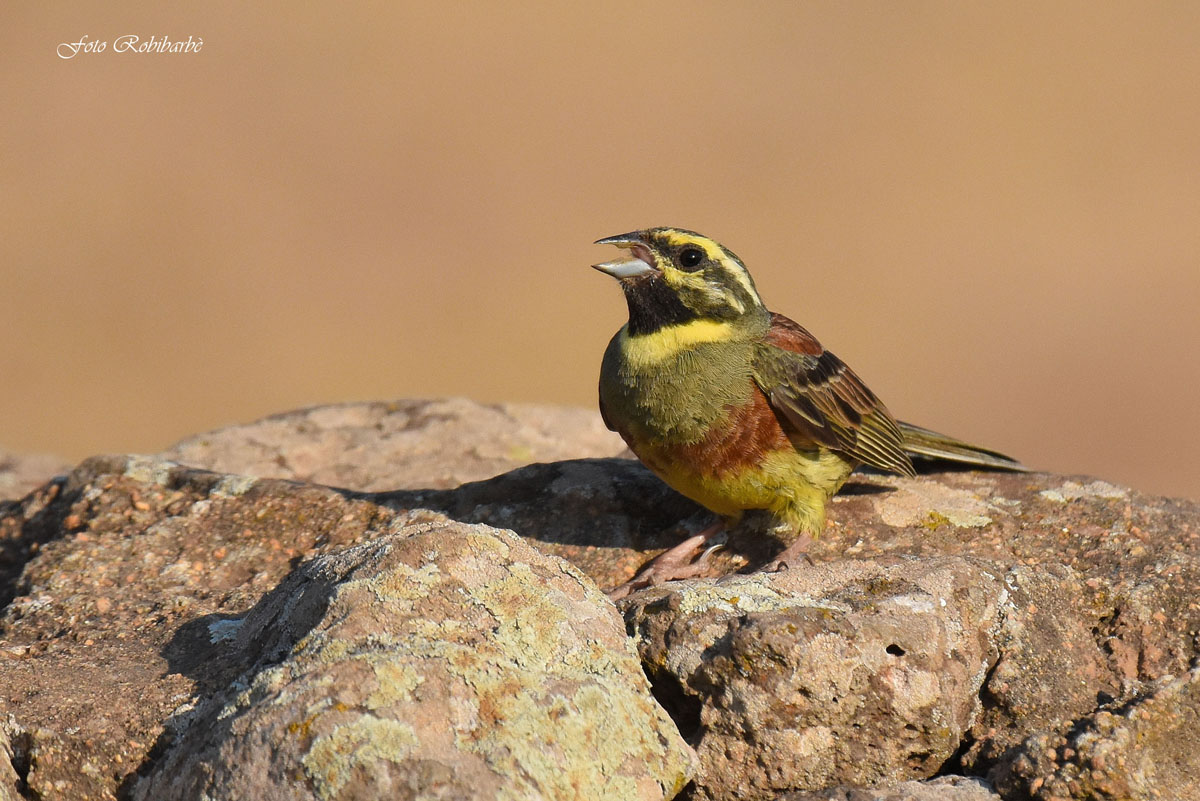 Black bunting ... singing ...