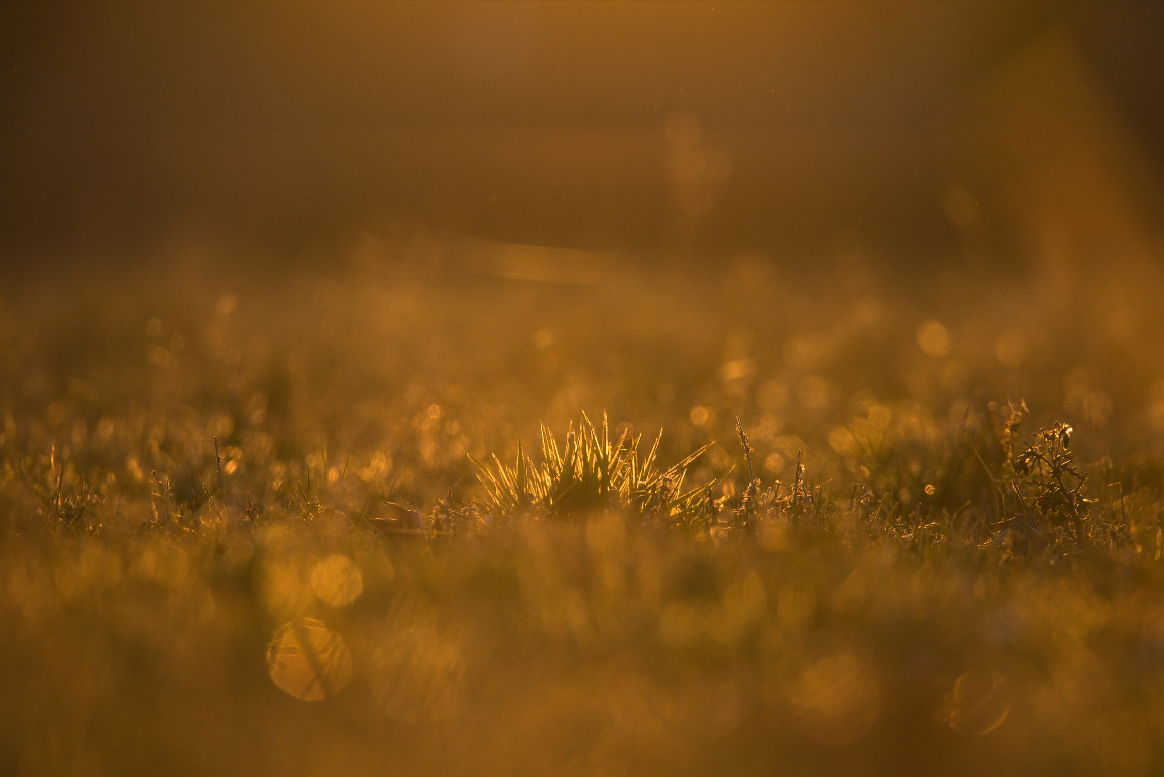 Golden grass