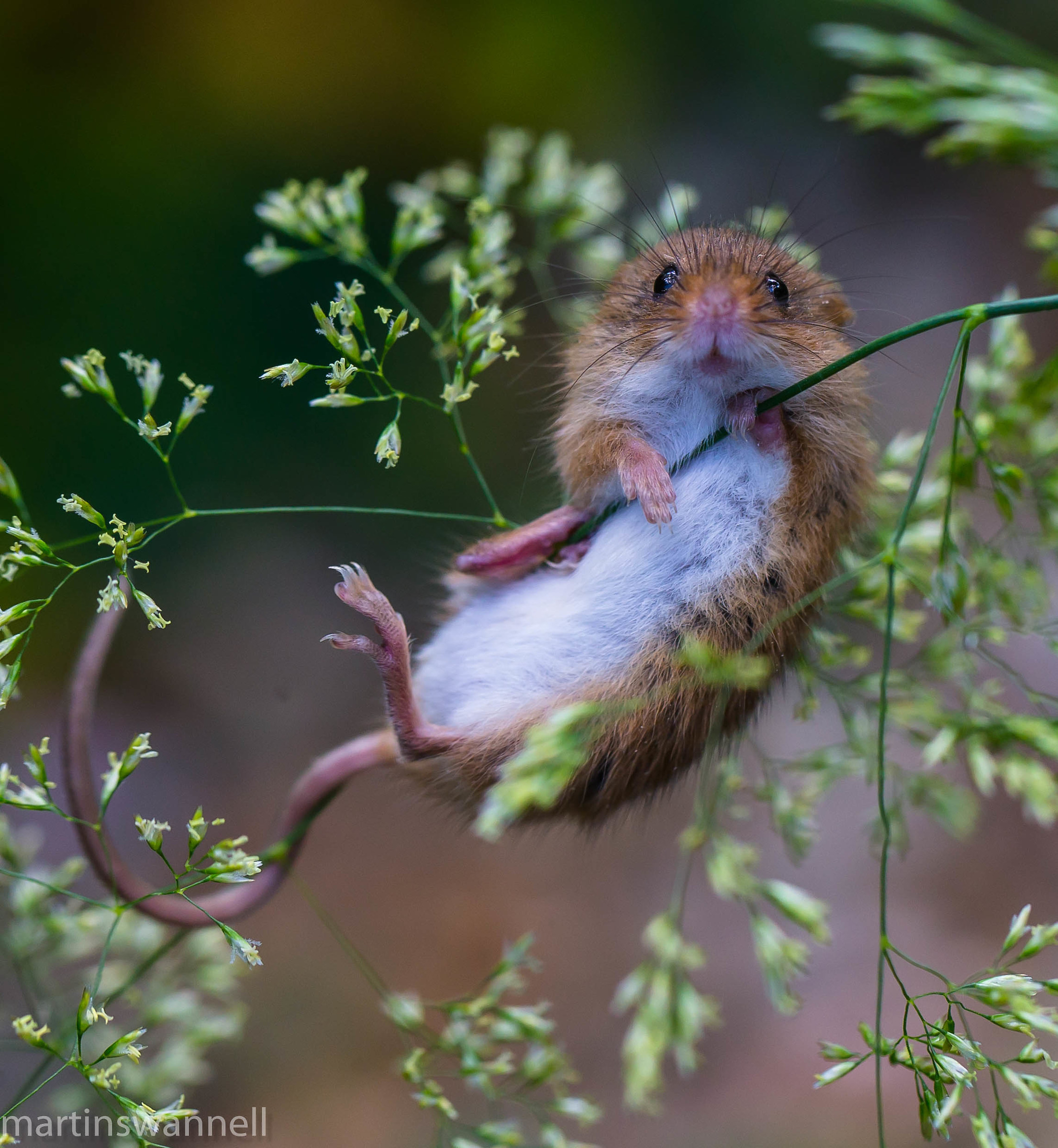 Harvest Mouse