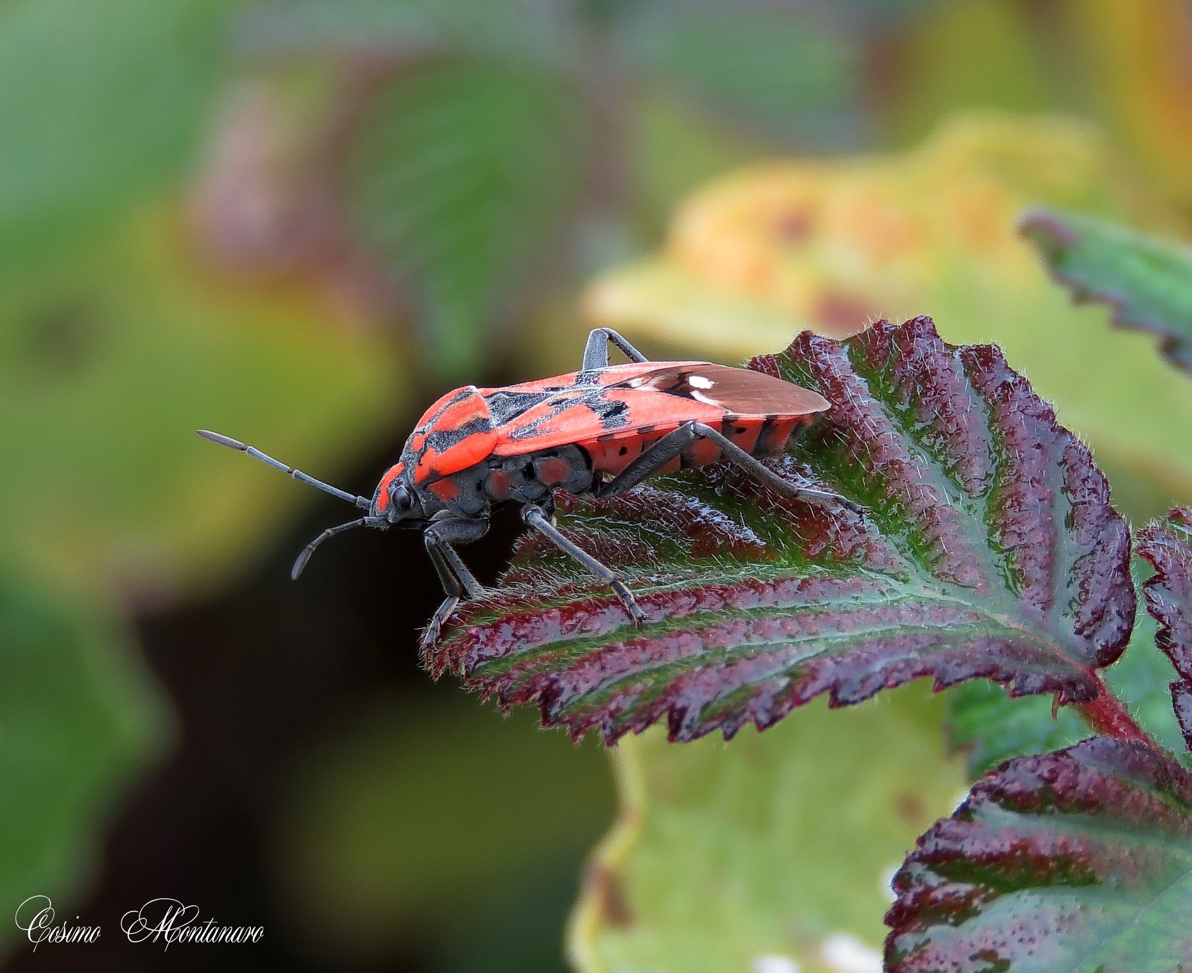 Spilostethus pandurus