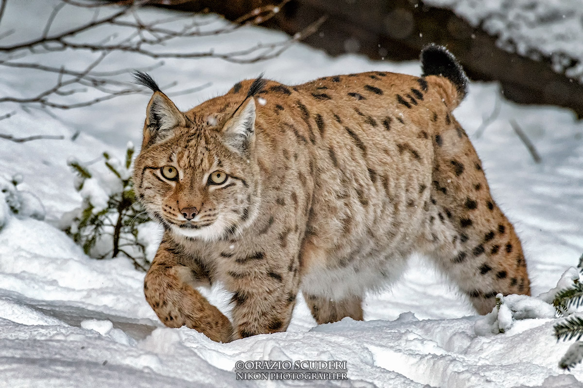 Lynx lynx