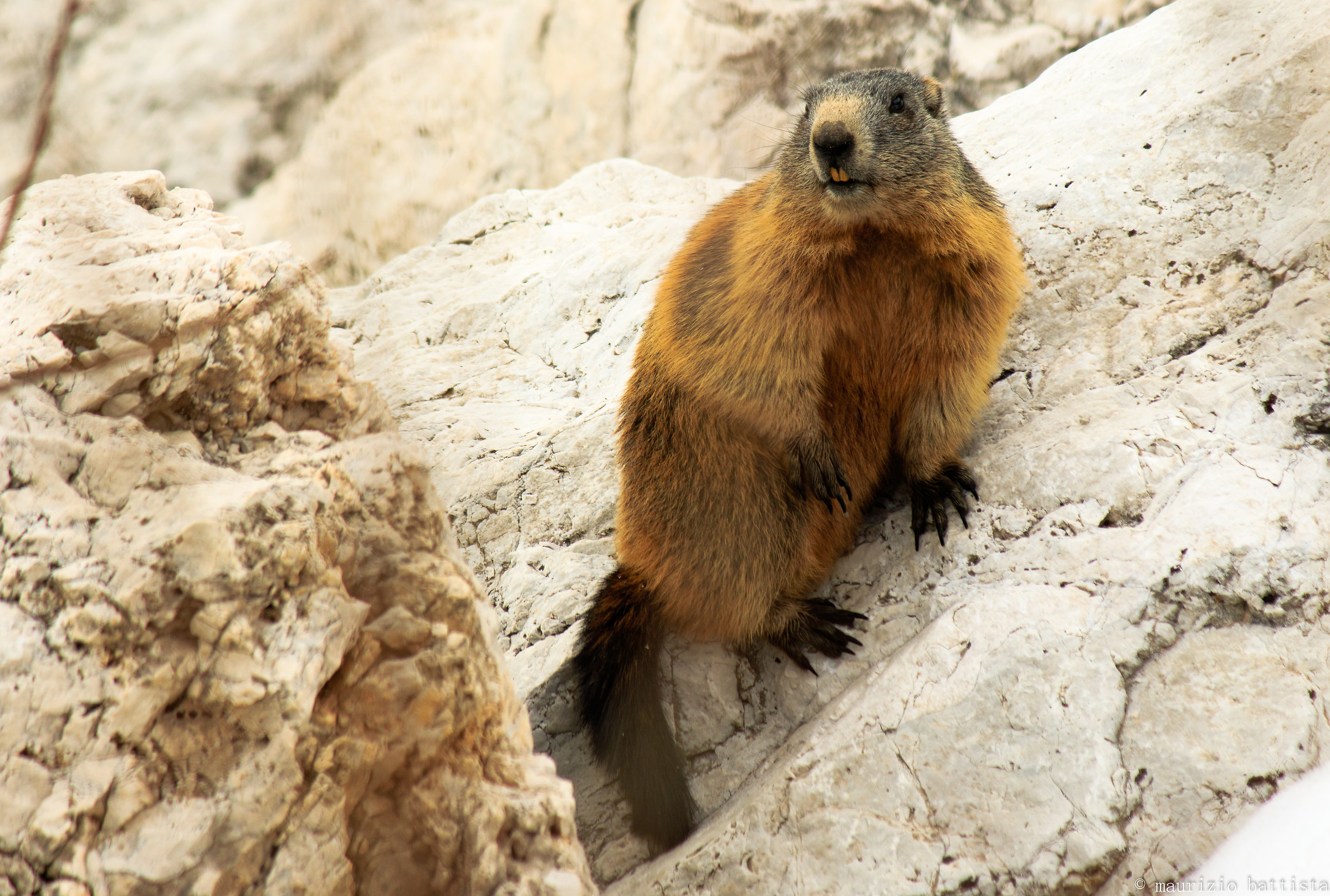 Marmotta