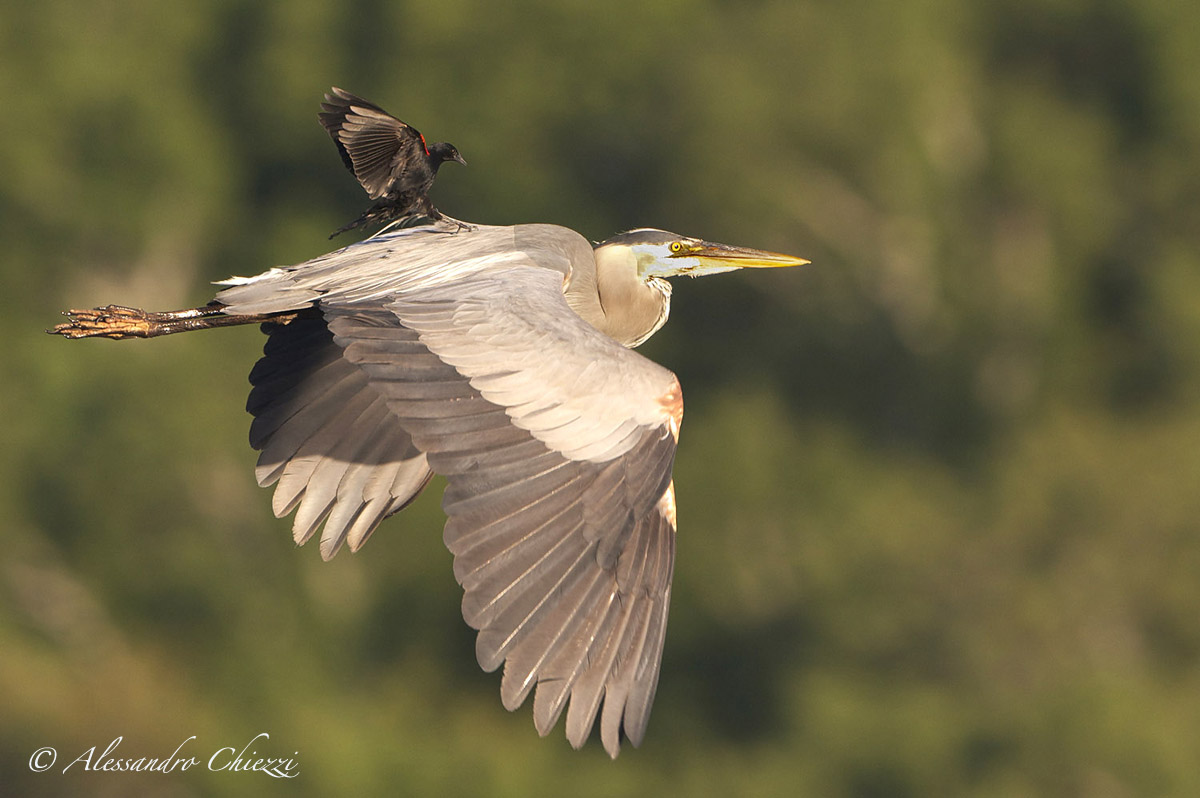 great heron vs jaundice alirosse