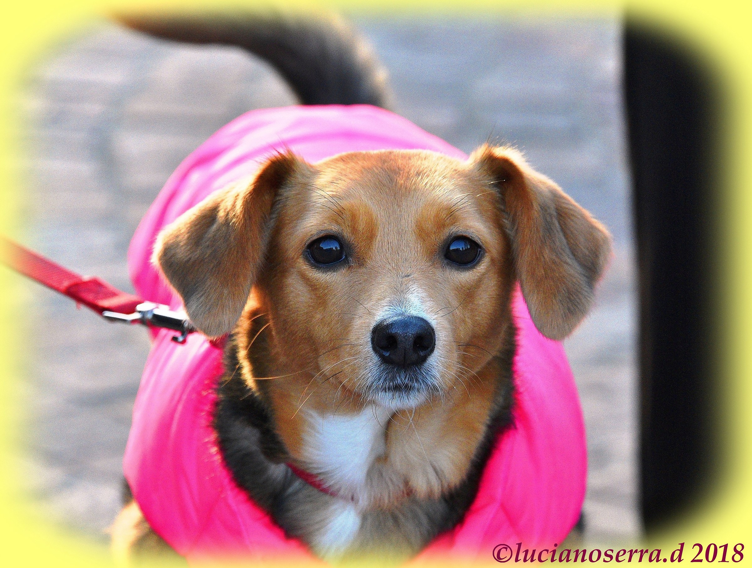 Festa di Sant'Antonio Abate