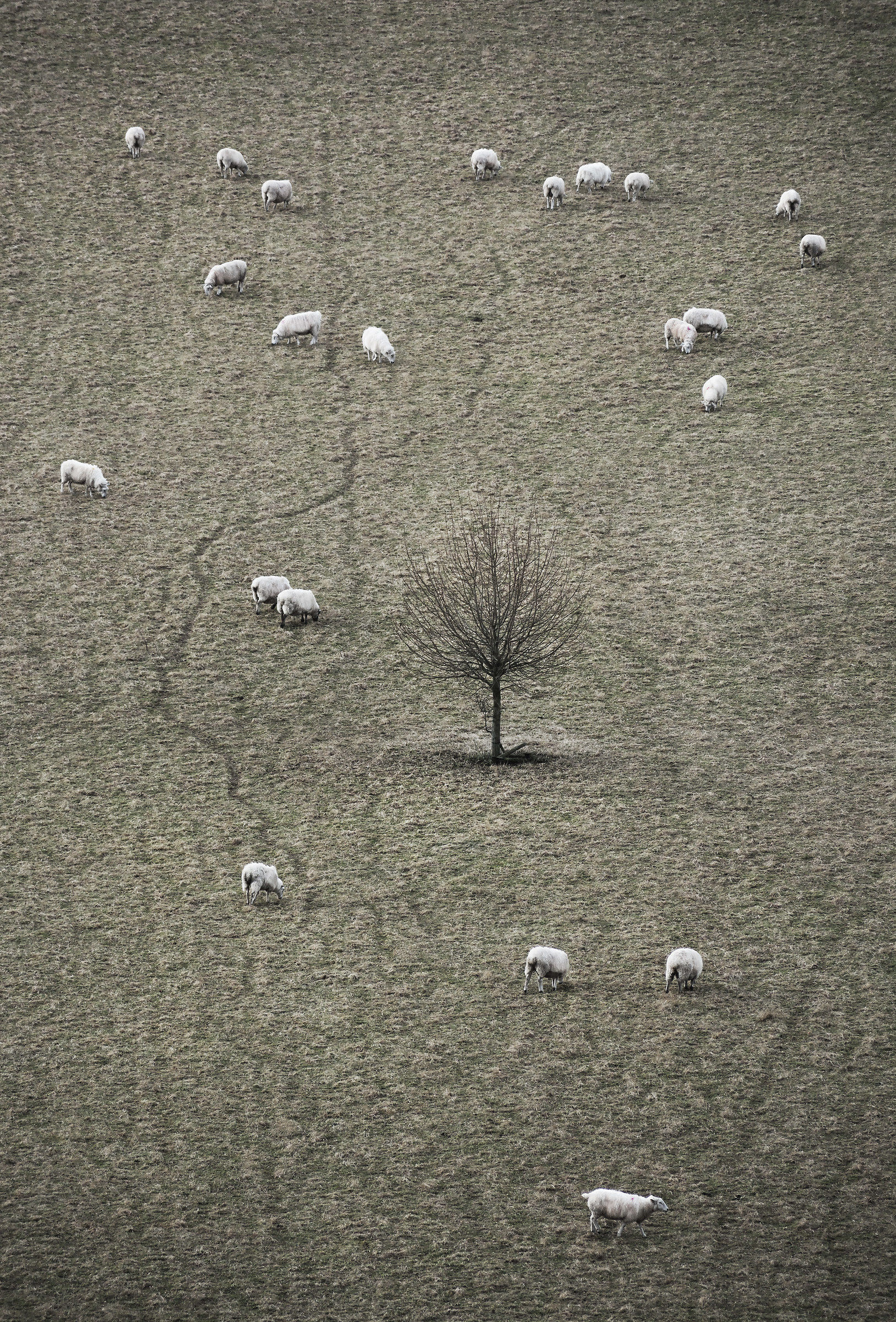 Sheep. E albero