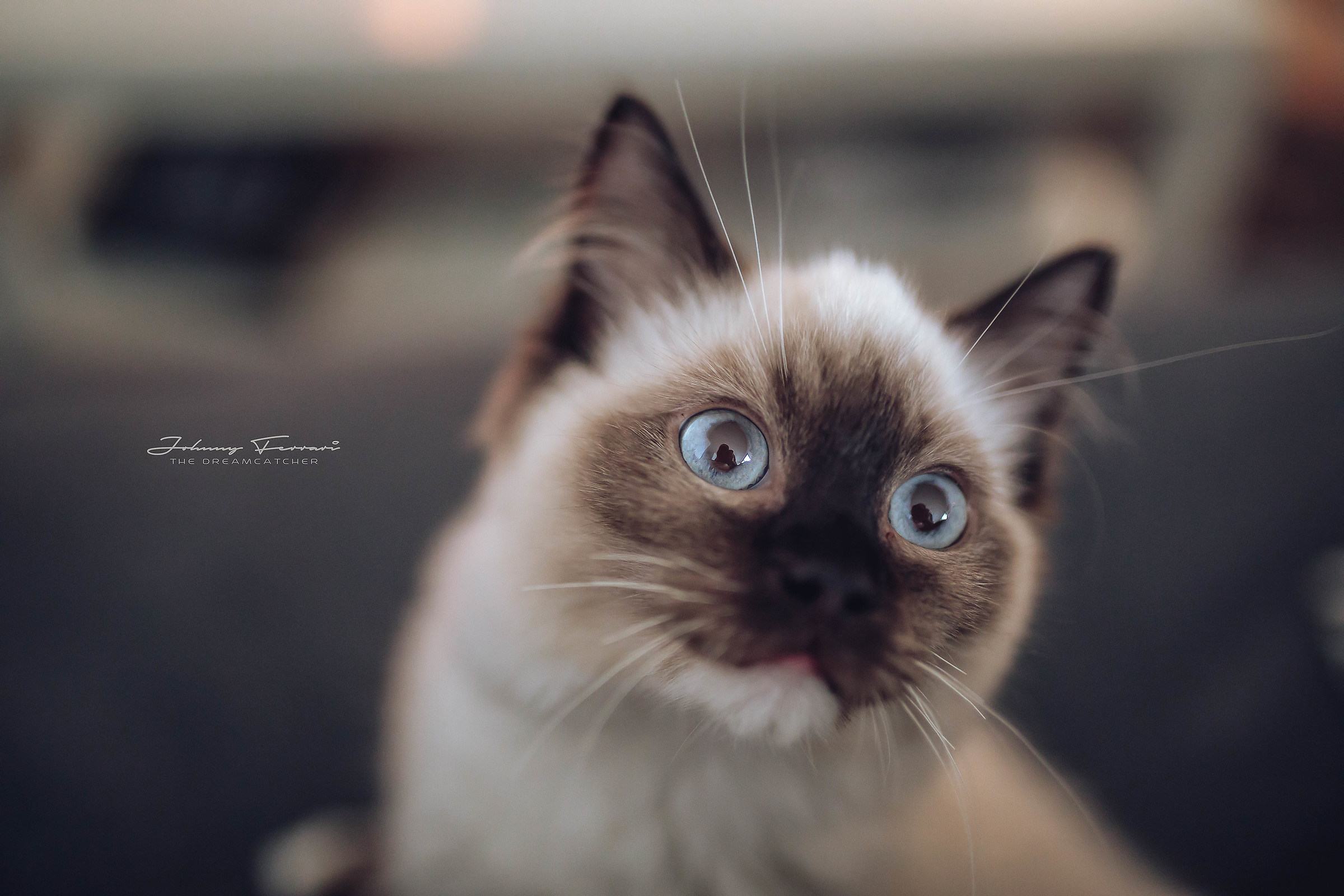 Gatti che passione...