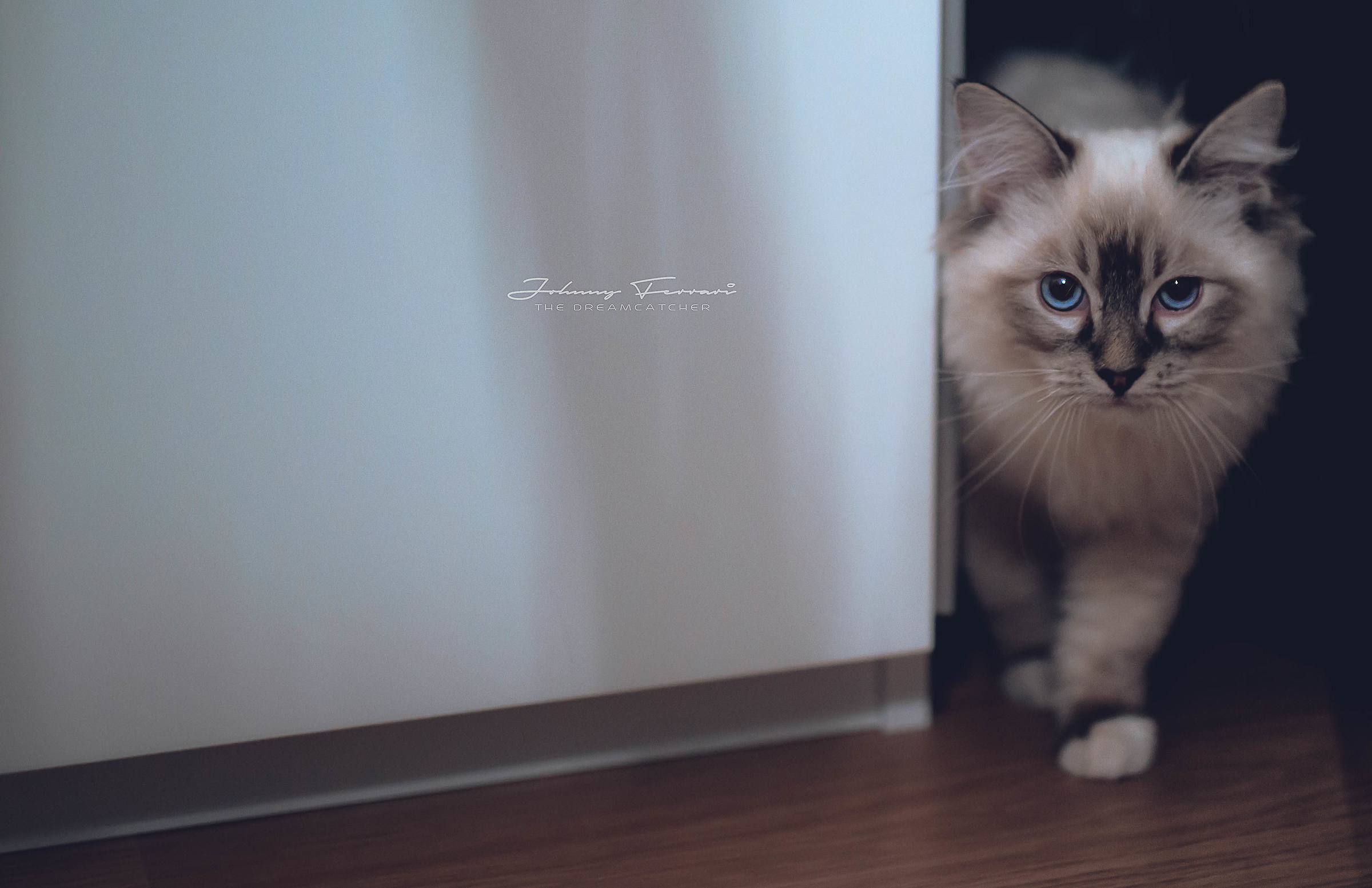 Gatti che passione...